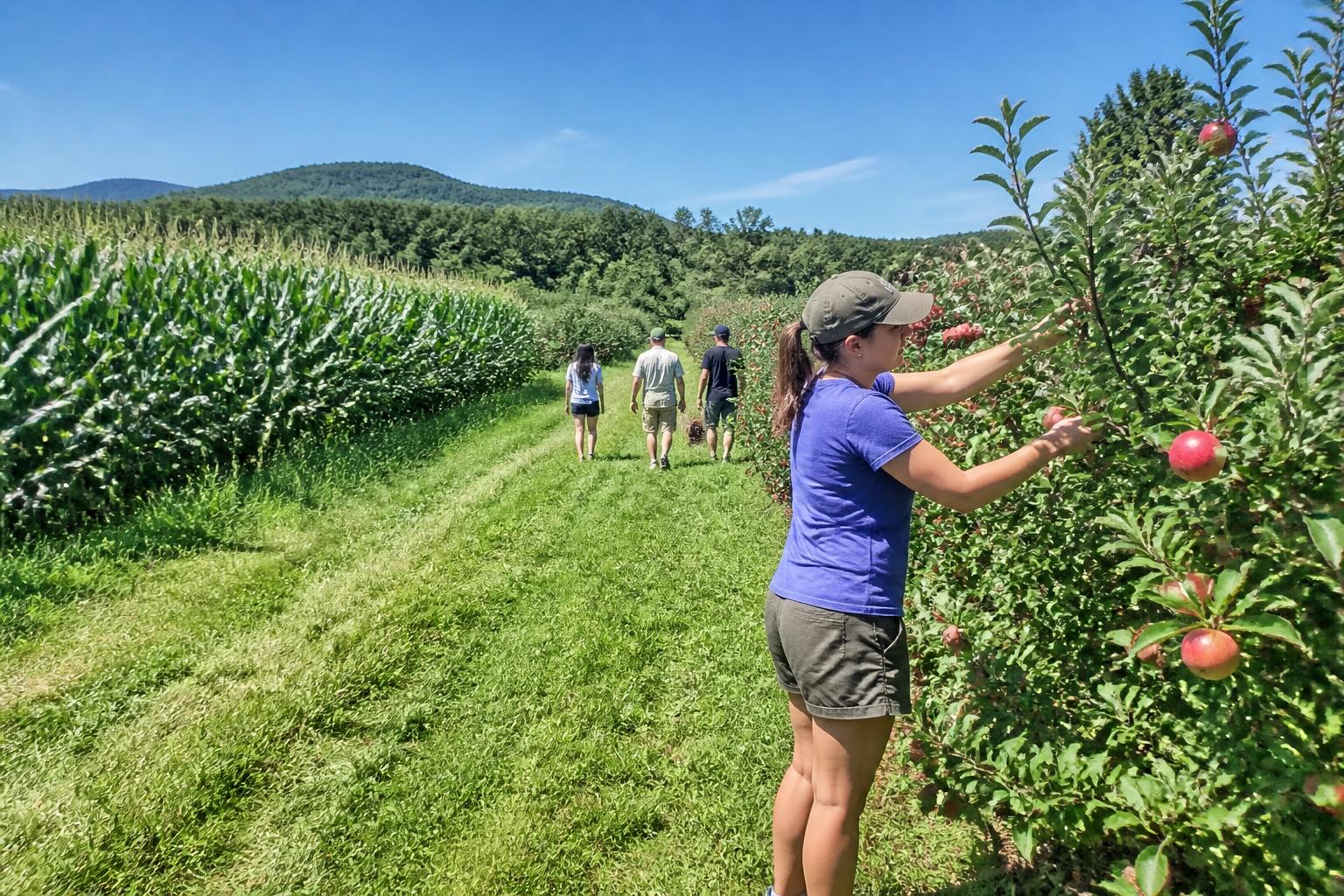 New Hampshire Land Preservation Trends: What It Means for Local Grain Growers - AgroPost
