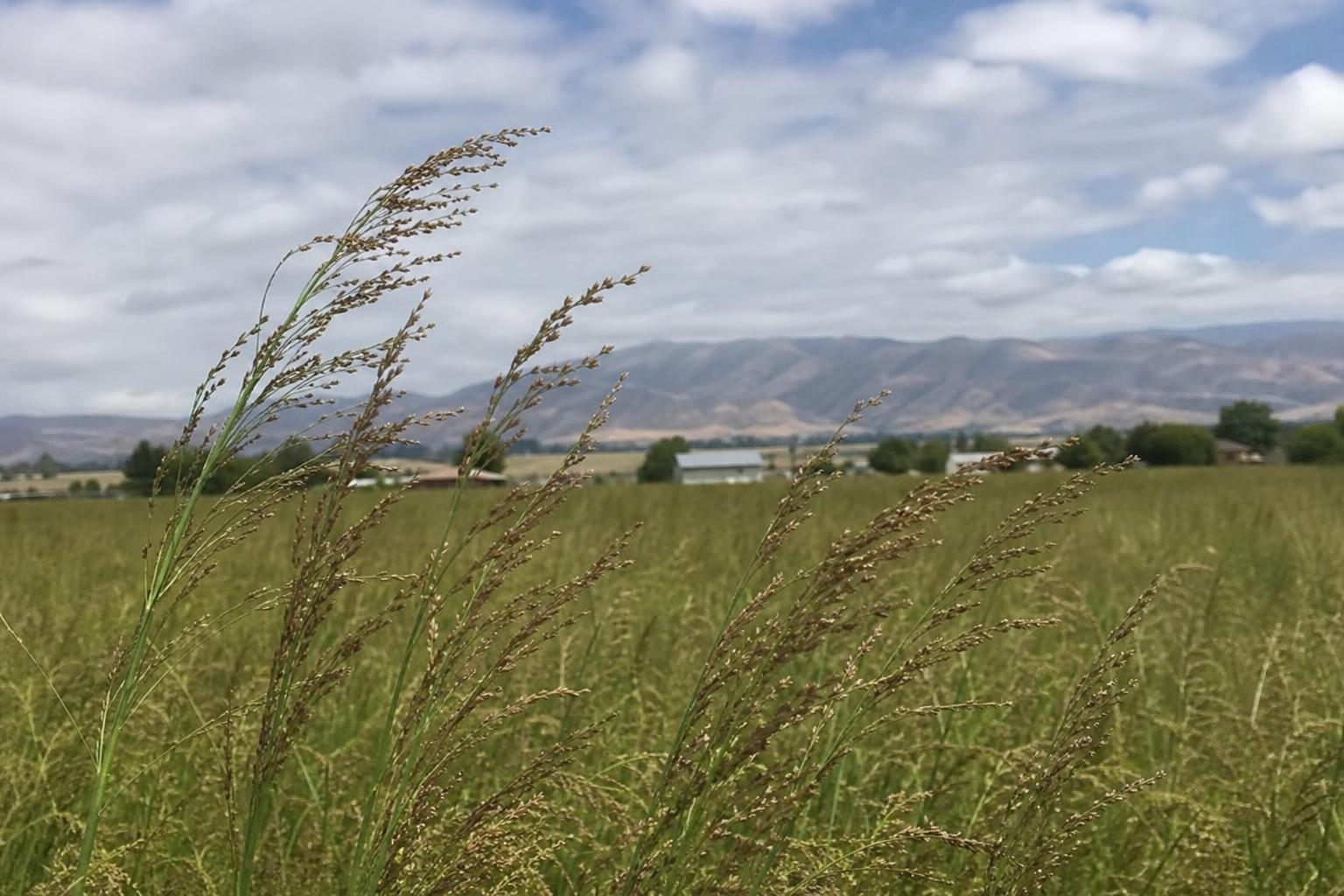 Nevada's Grain Market: Innovations and Opportunities for Growth - AgroPost