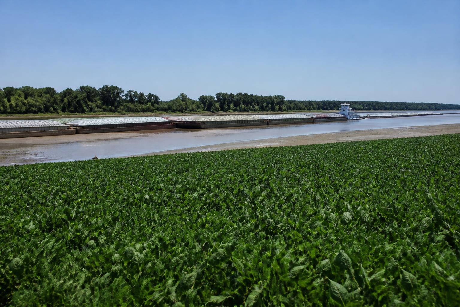 Mississippi Delta Logistics: Preparing for Potential River Volatility as Harvest Approaches - AgroPost