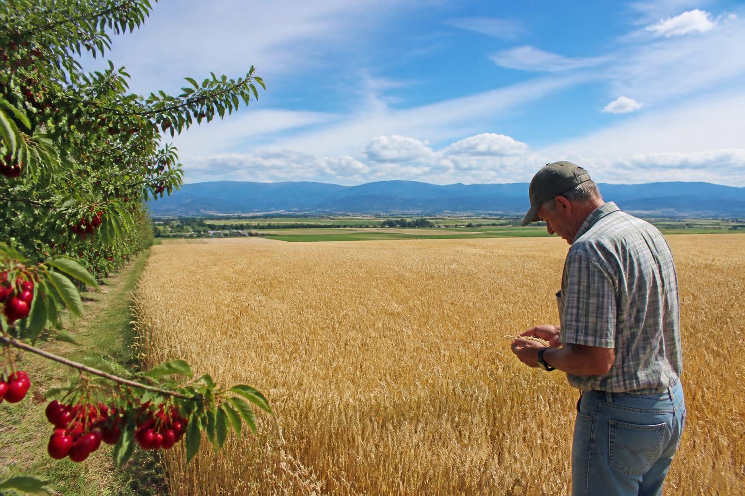 Montana Grain Market Outlook: Navigating Thin Margins and Logistics - AgroPost