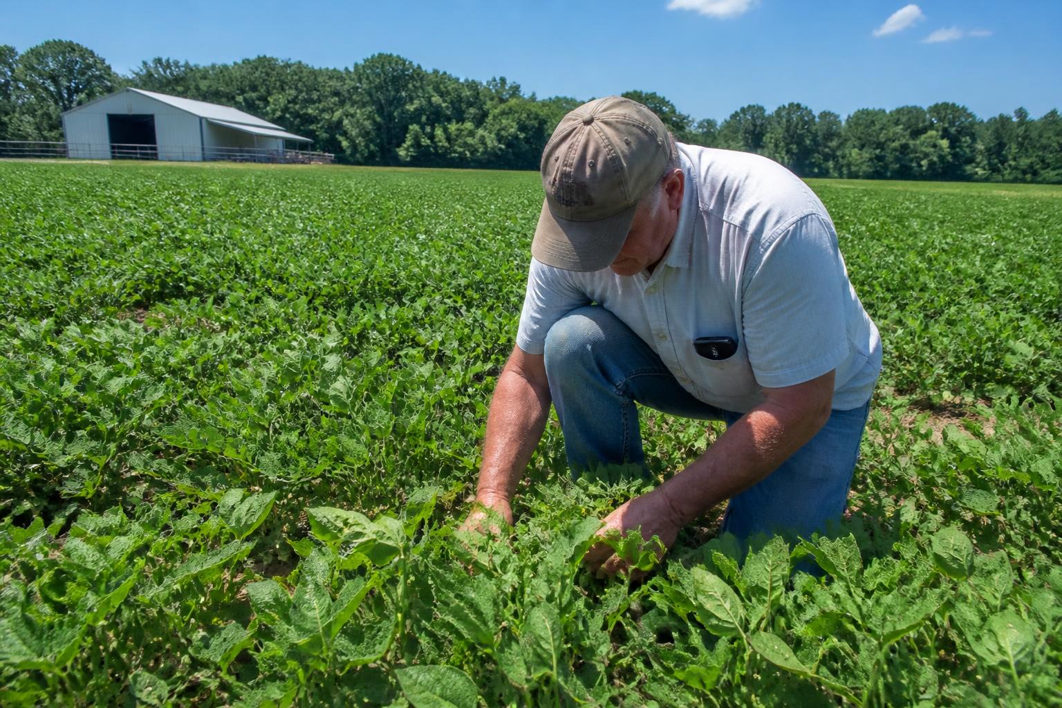 Georgia Grain Market Update: Mid-Summer Strategic Shifts - AgroPost