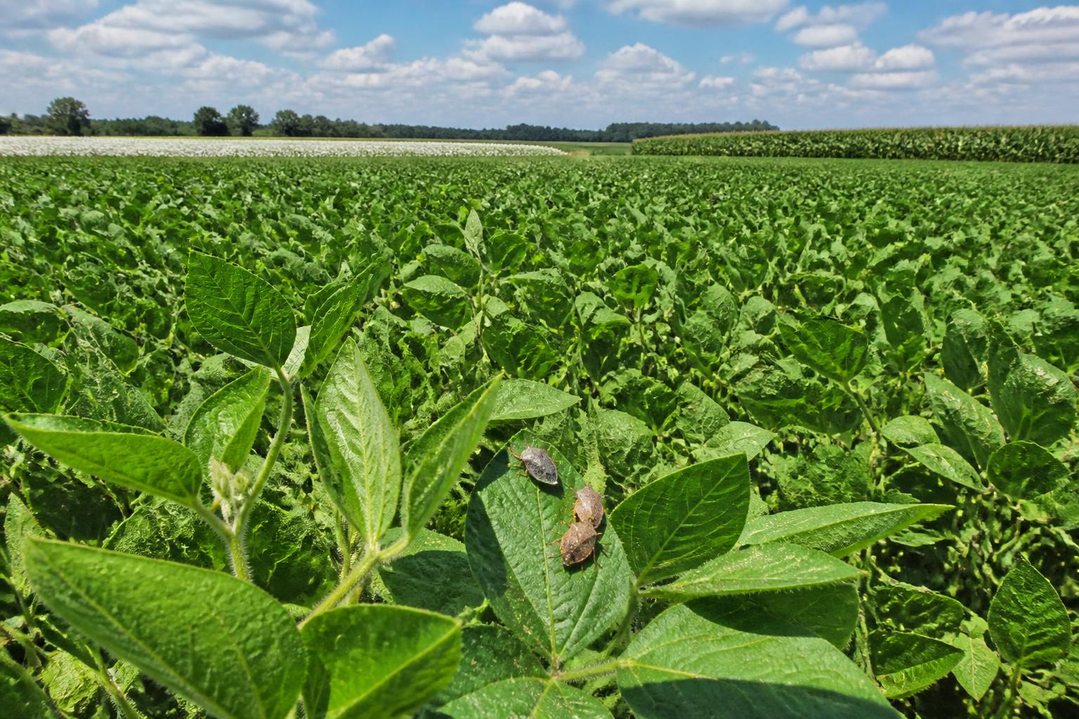 Louisiana Crop Protection Strategy: Managing Pests and Weather Stress - AgroPost