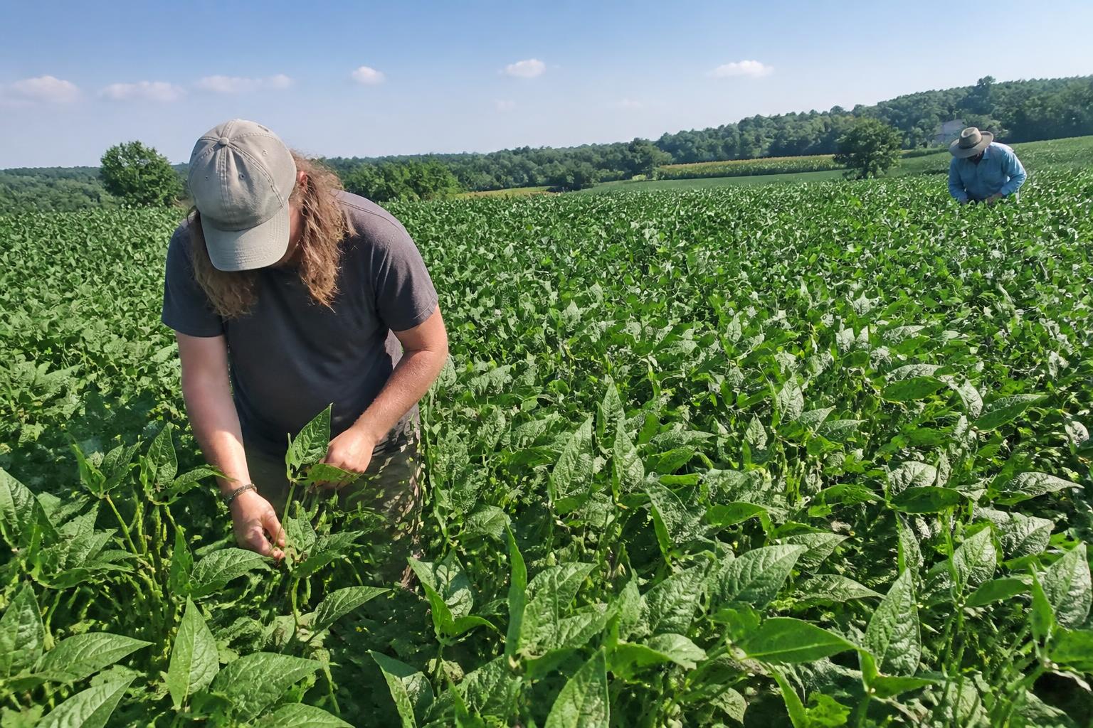 Kentucky Crop Outlook: Managing Summer Heat and Improving Resilience - AgroPost