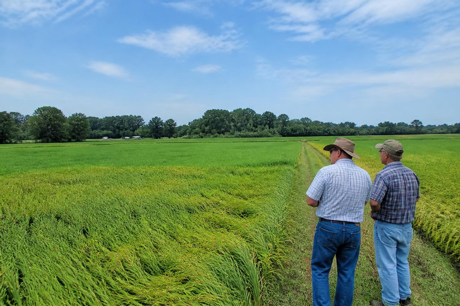 Arkansas Mid-Season Market Update: Managing Input Costs and Logistics During Critical Crop Development - AgroPost