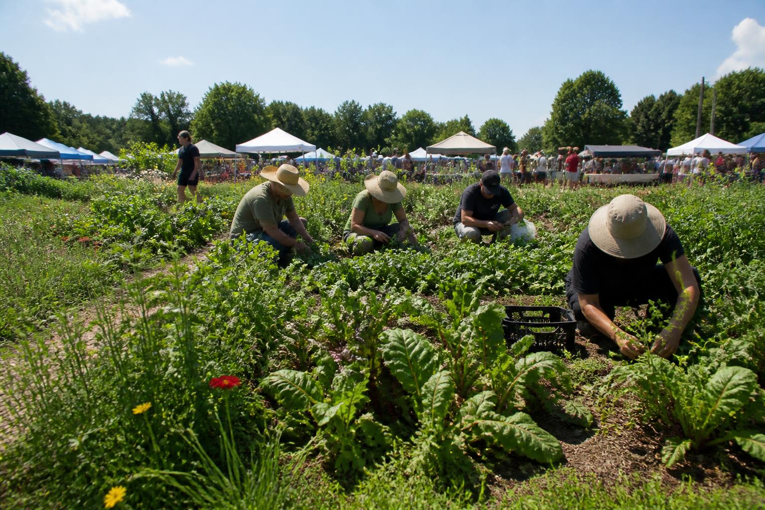 Summer Crop Management and Market Opportunities in New Hampshire - AgroPost
