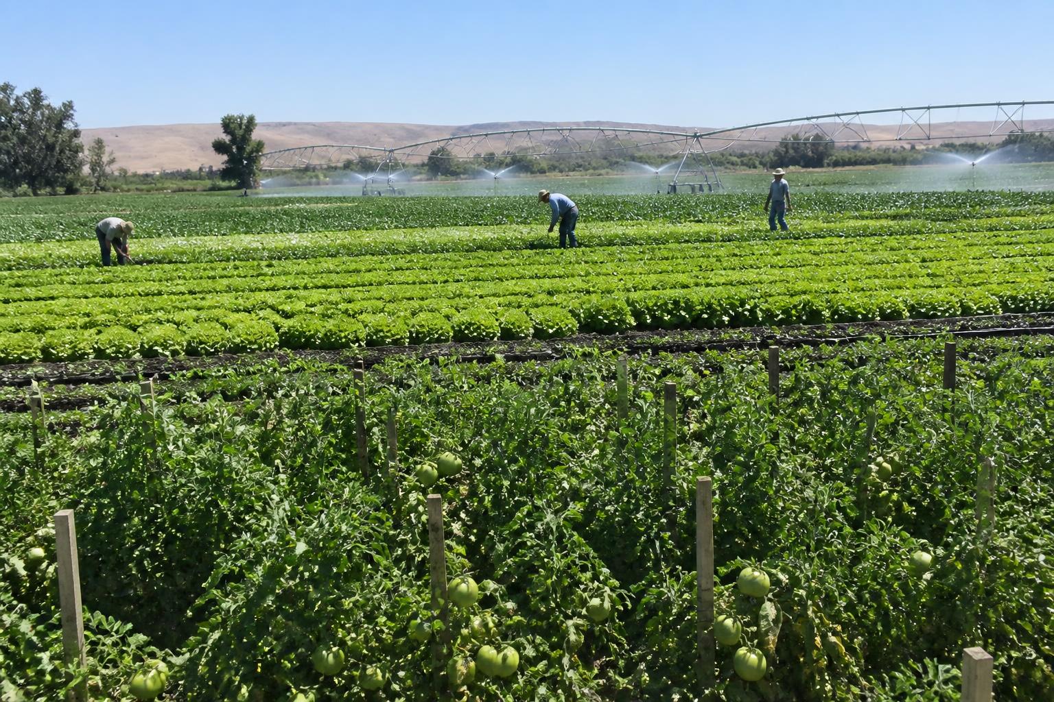 California Crop Protection: Navigating Labor, Regulation, and Evolving Input Markets - AgroPost