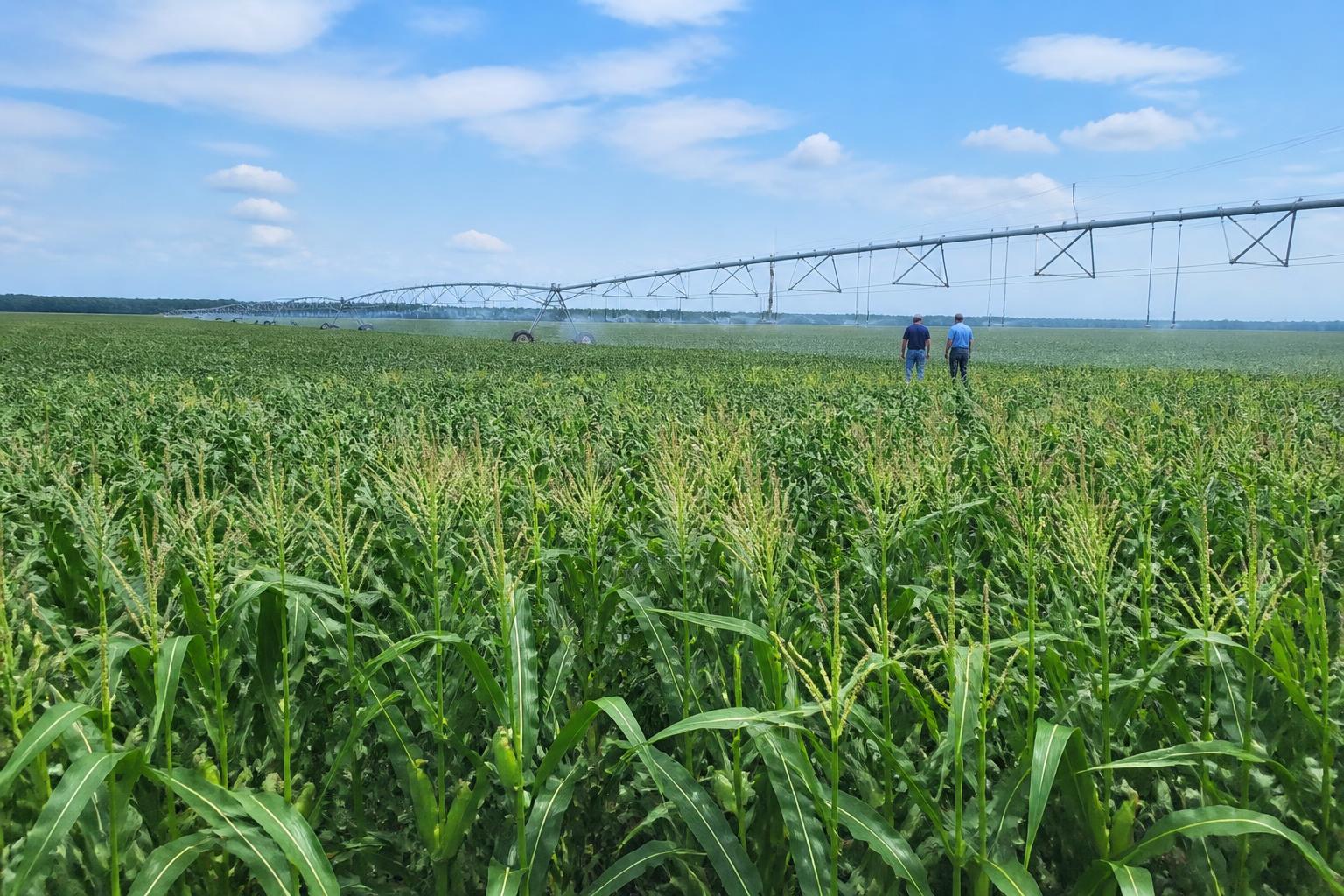 Managing Summer Fertilizer Inputs and Irrigation Demands in Mississippi - AgroPost