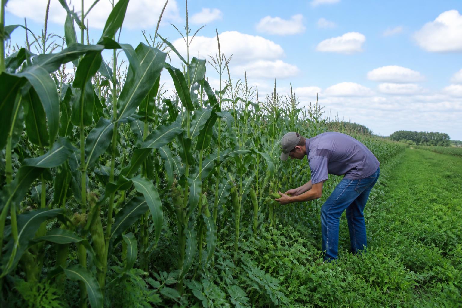 Minnesota Crop Protection Outlook: Managing Summer Pressure in a Volatile Market - AgroPost