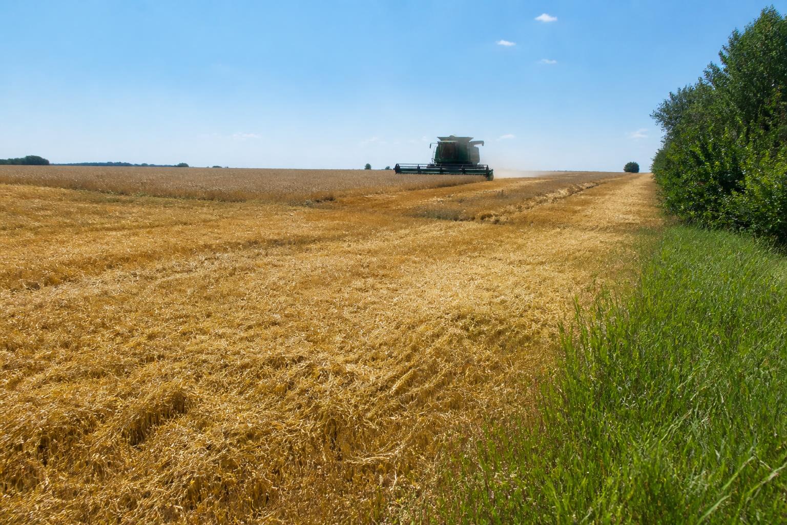 Texas Grain Market Update: Mid-Summer Logistics and Operational Strategy - AgroPost