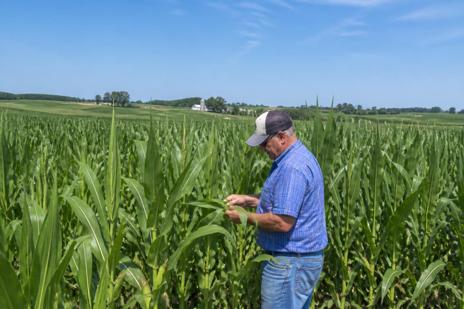 Iowa Grain Market Outlook: Navigating Volatility and Mid-Summer Logistics - AgroPost