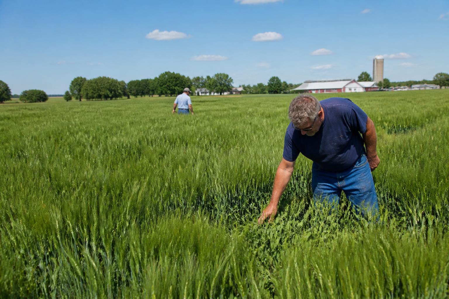 Delaware Crop Security: Managing Mid-Summer Pest and Disease Pressures - AgroPost