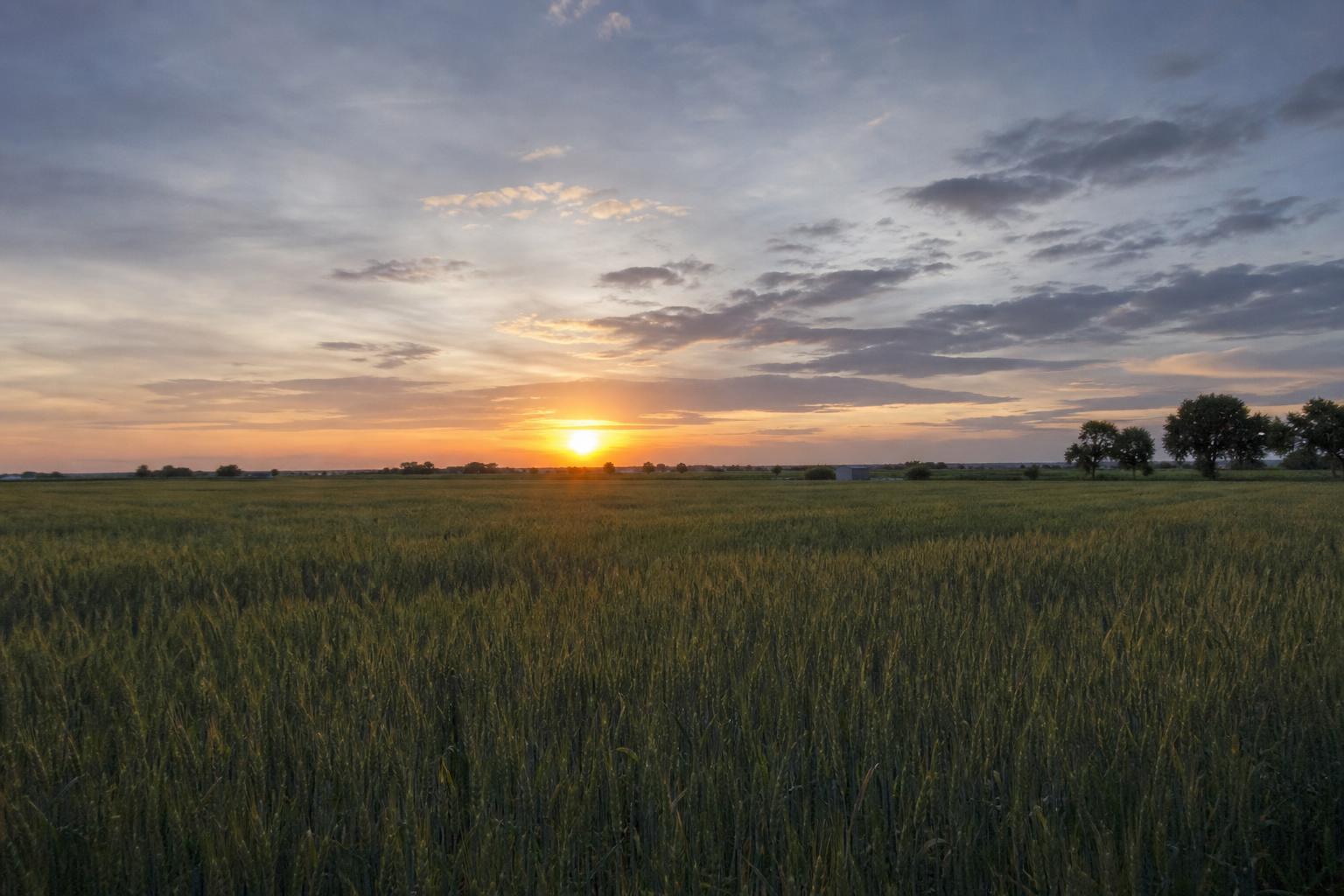 New Mexicos Shifting Agricultural Landscape Amidst Global Trade Trends - AgroPost