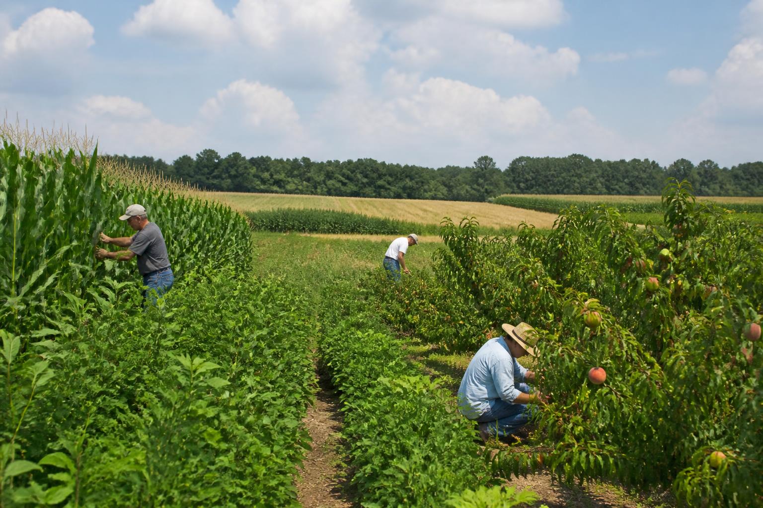 South Carolina Grain Producers Evaluate Summer Crop Prospects Amid Logistics Shifts - AgroPost