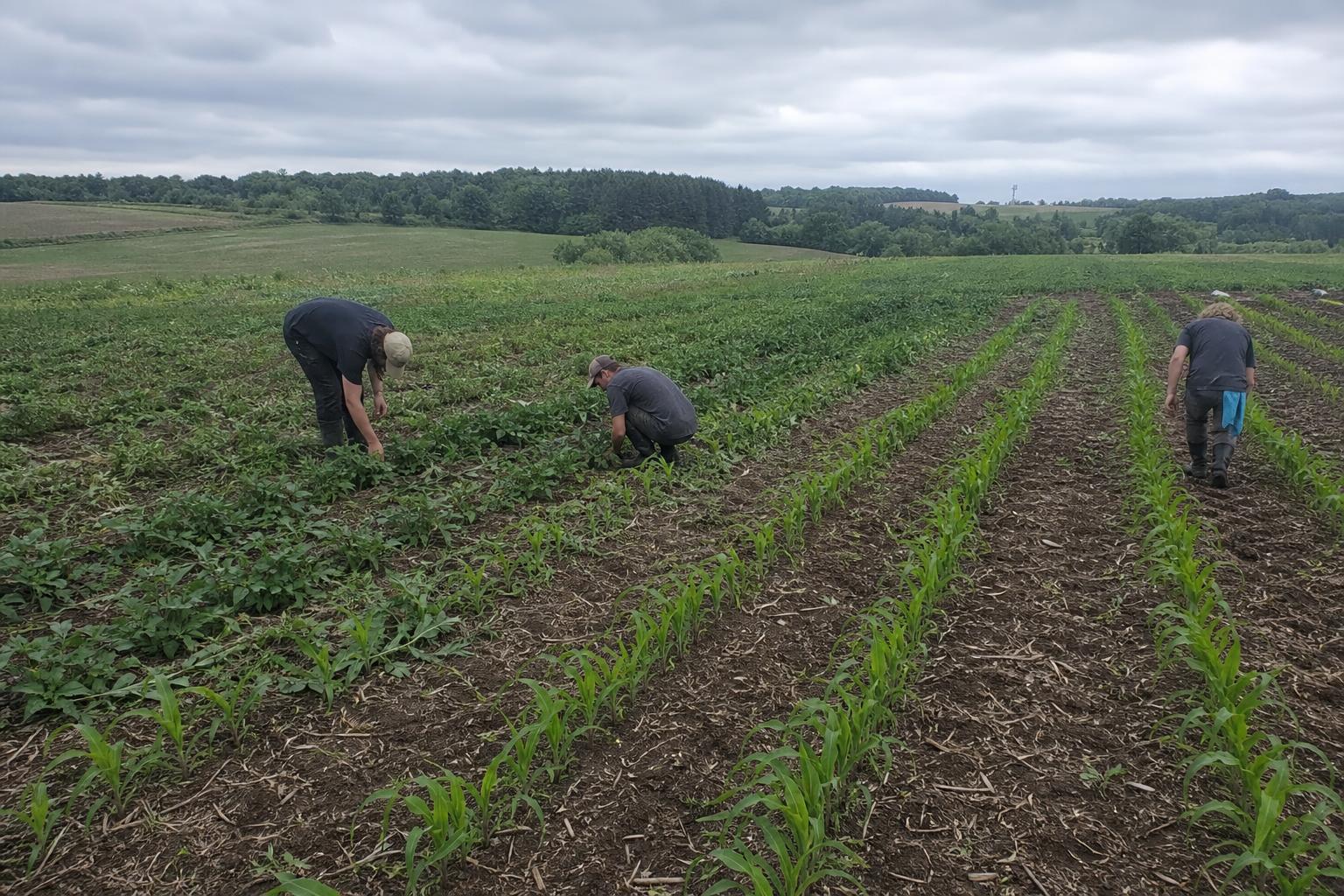 Reviving New York's Grain Economy: Challenges and Opportunities - AgroPost
