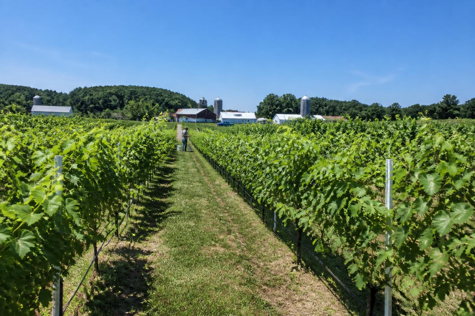 Navigating Market Uncertainty: A Pennsylvania Grain Outlook - AgroPost
