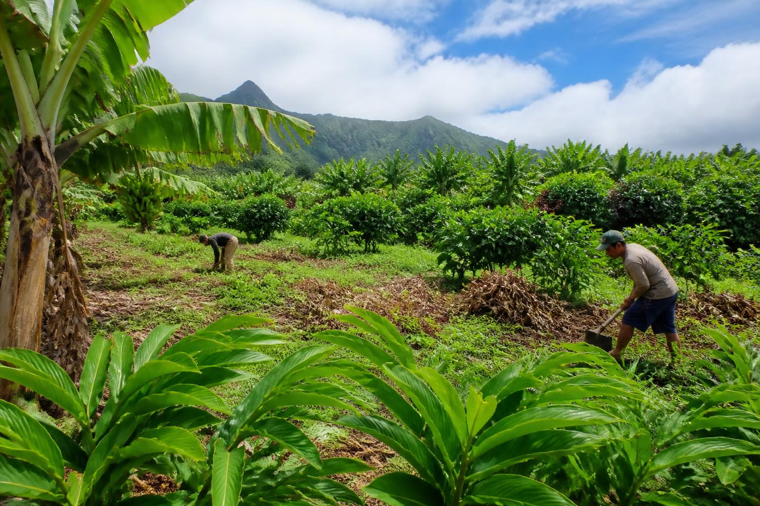 Navigating Crop Resilience in Hawaii During Summer Heat - AgroPost