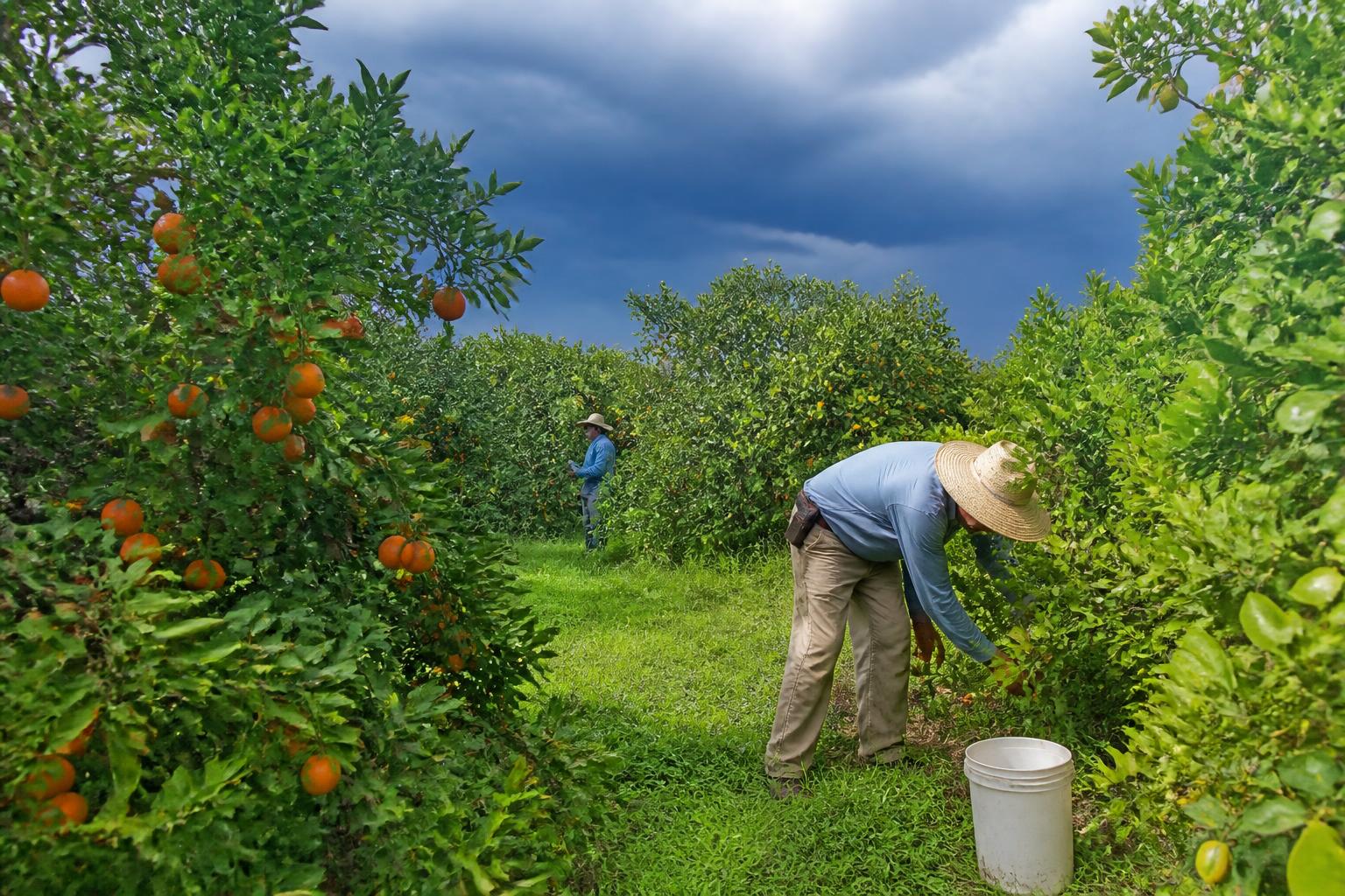 Florida Ag Outlook: Navigating Summer Weather and Market Pressures - AgroPost