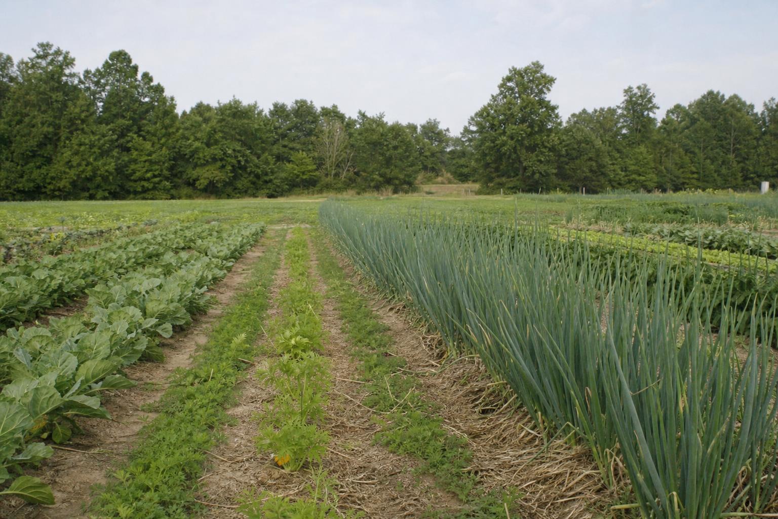 North Carolina’s Agricultural Sector: Current Trends and Future Opportunities - AgroPost