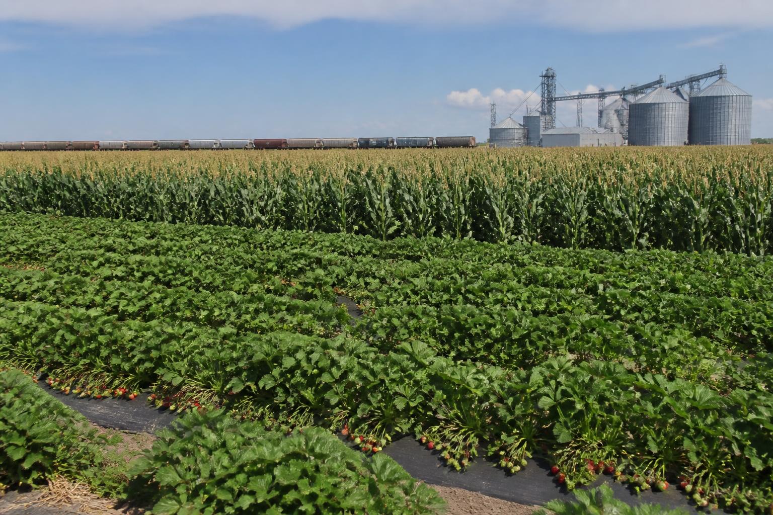 Kansas Grain Logistics Navigate Volatile Summer Markets and Infrastructure Pressures - AgroPost