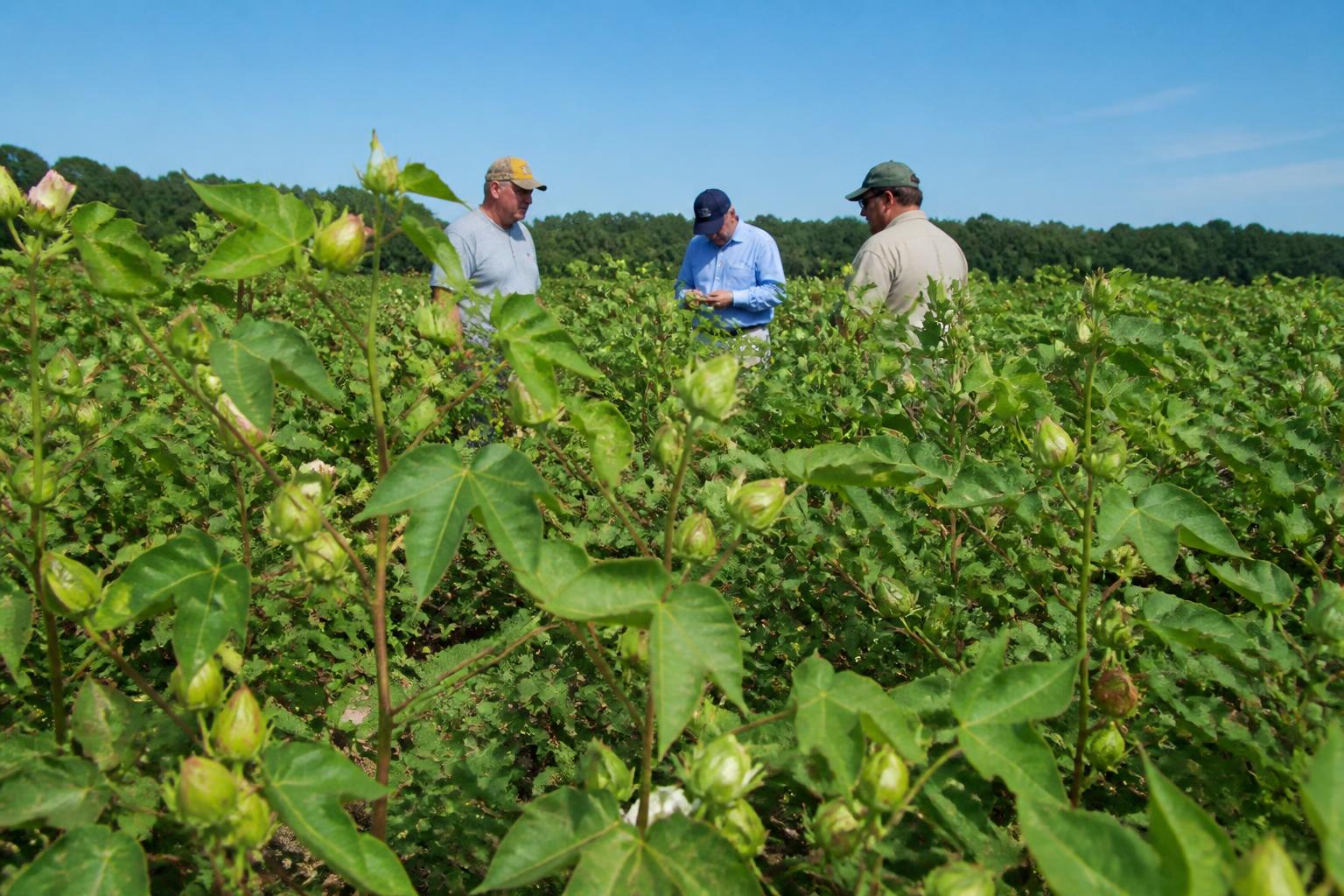 Alabama Crop Protection: Managing Mid-Season Risks Amid Financial Uncertainty - AgroPost