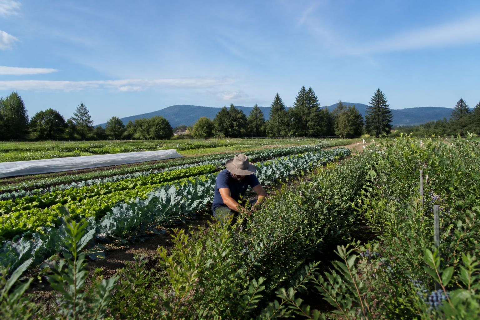 Oregon Fertilizer Outlook: Evaluating Input Costs Amidst Mid-Summer Field Demands - AgroPost