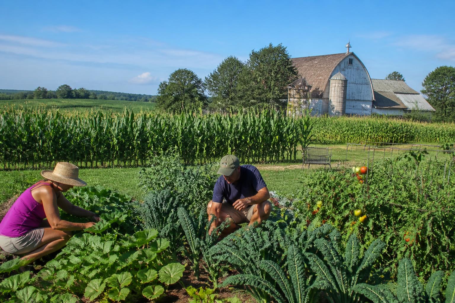 Wisconsin Agriculture Faces Mid-Summer Field Pressures and Logistics Challenges - AgroPost