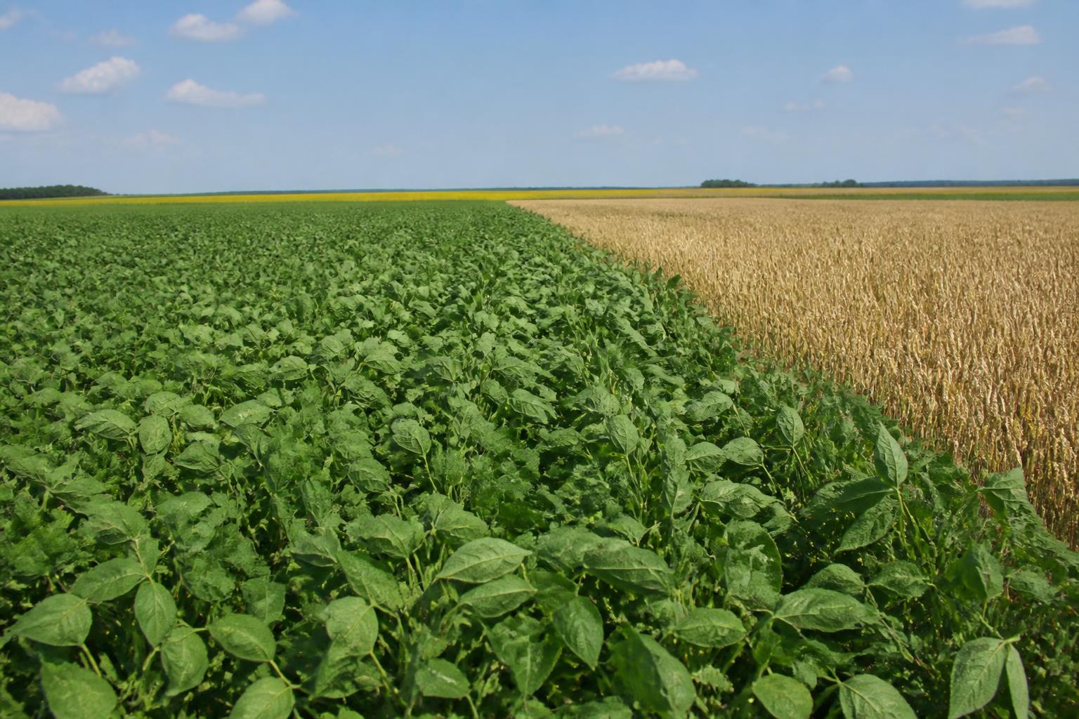 Oklahoma Market Review: Adapting to Shifting Acreage and Grain Volatility - AgroPost