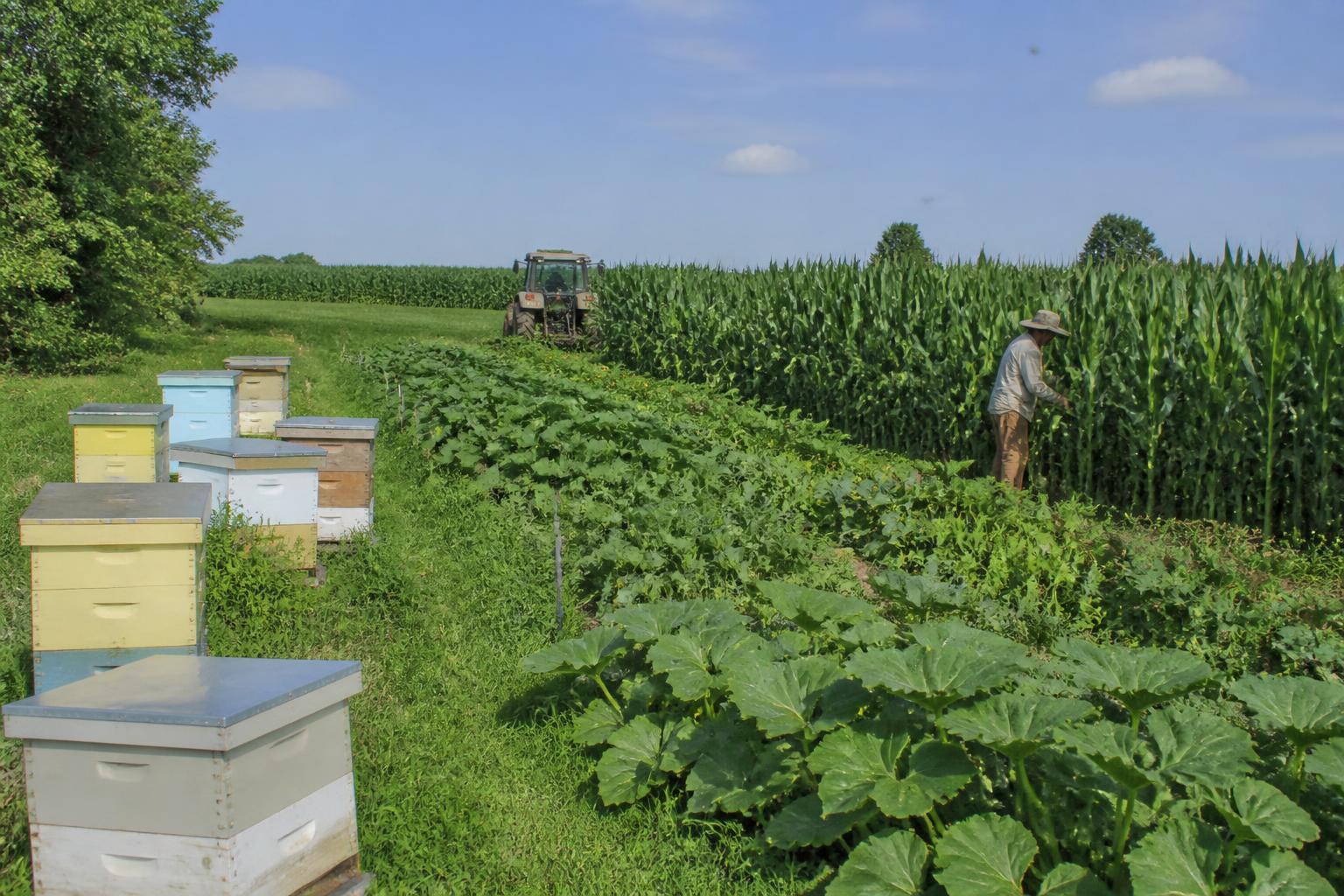 Washington Growers Adjust Field Strategies Amidst Summer Climate Pressures - AgroPost