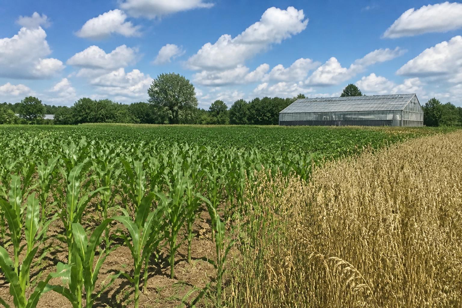 Navigating Summer Crop Management and Market Shifts in Maine - AgroPost
