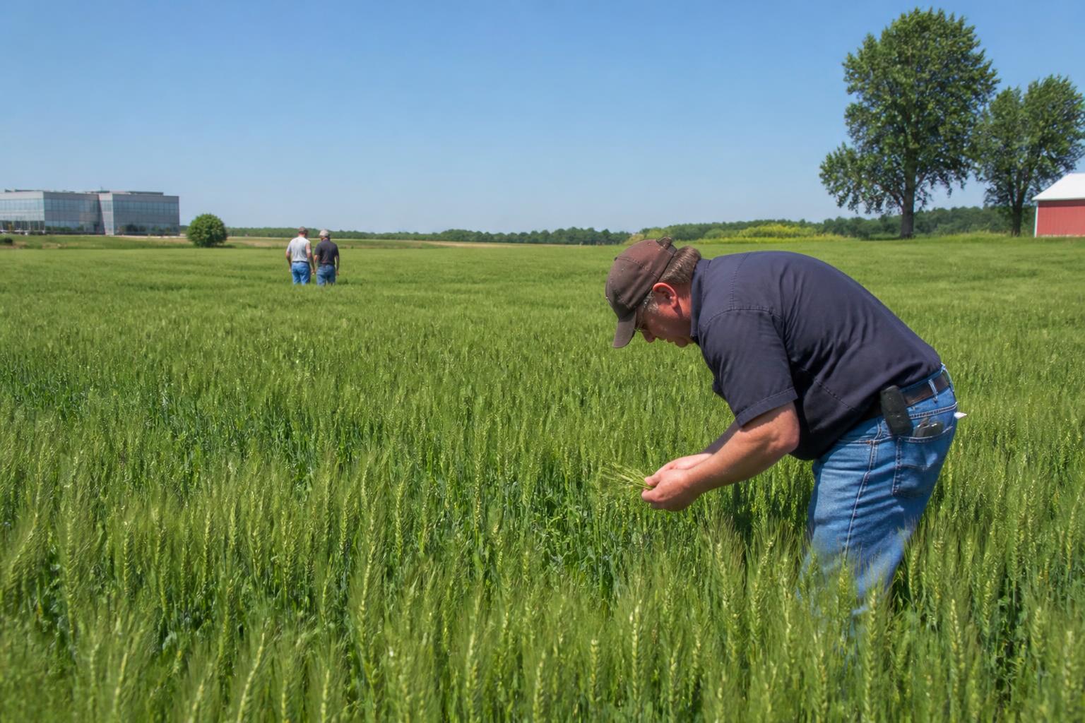 Delaware Summer Field Strategy: Balancing Input Pressures and Crop Security - AgroPost