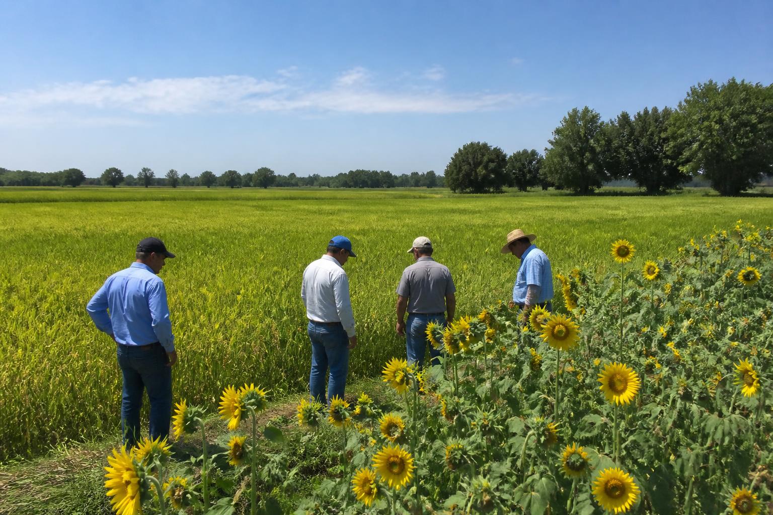 Mitigating PFAS Risks and Protecting Soil Health in Maine Agriculture - AgroPost