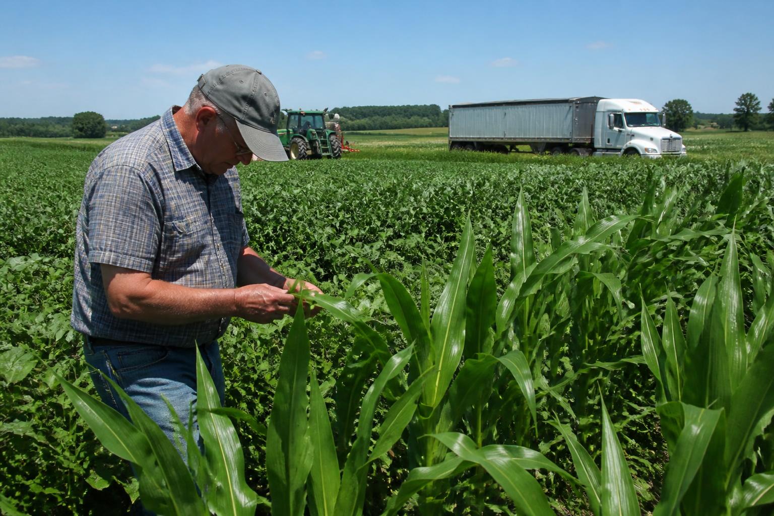 Rhode Island Grain Logistics: Navigating Mid-Summer Transport and Market Realities - AgroPost