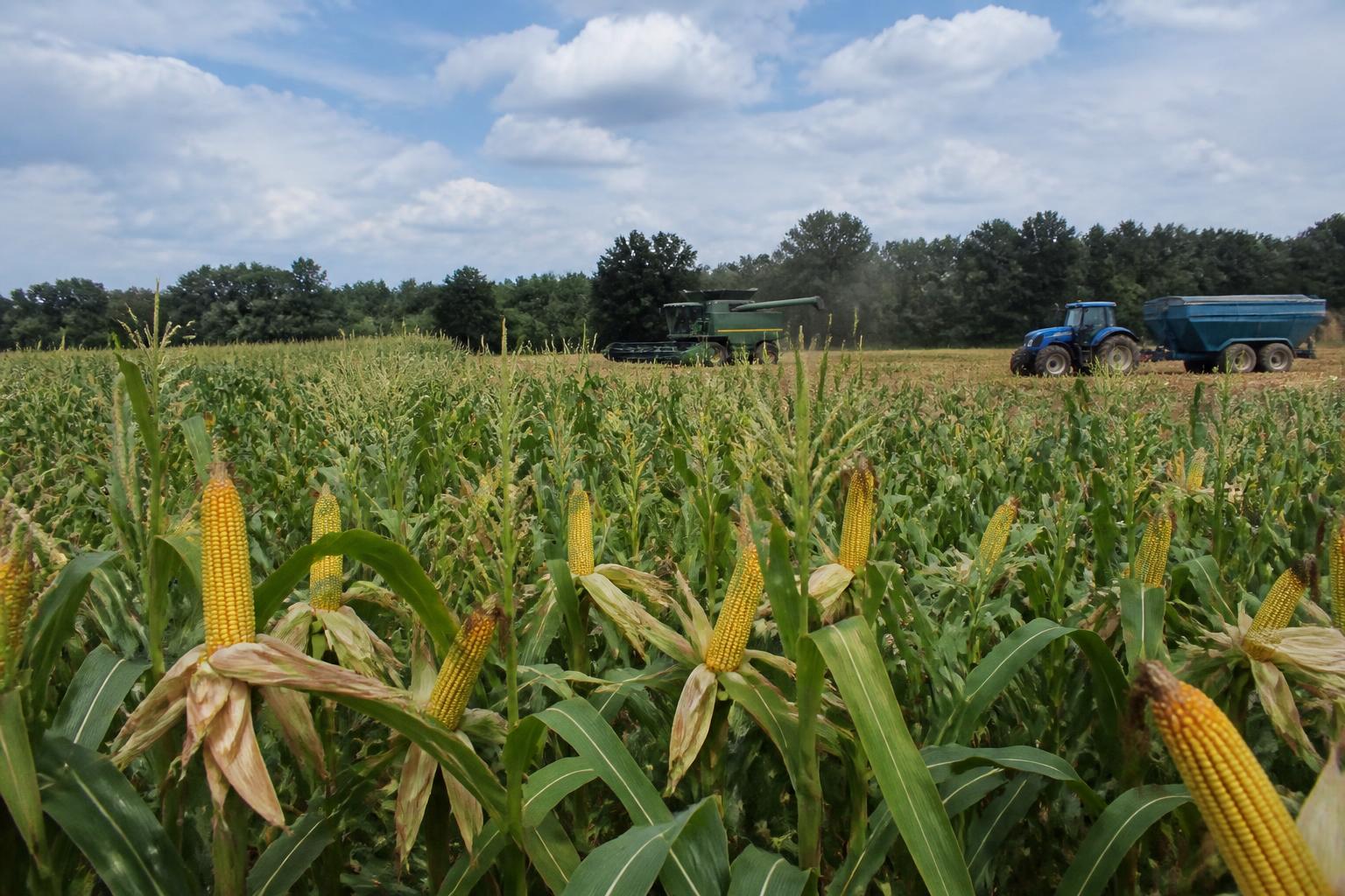 Navigating North Carolina Harvest Challenges Amid Volatile Summer Conditions - AgroPost