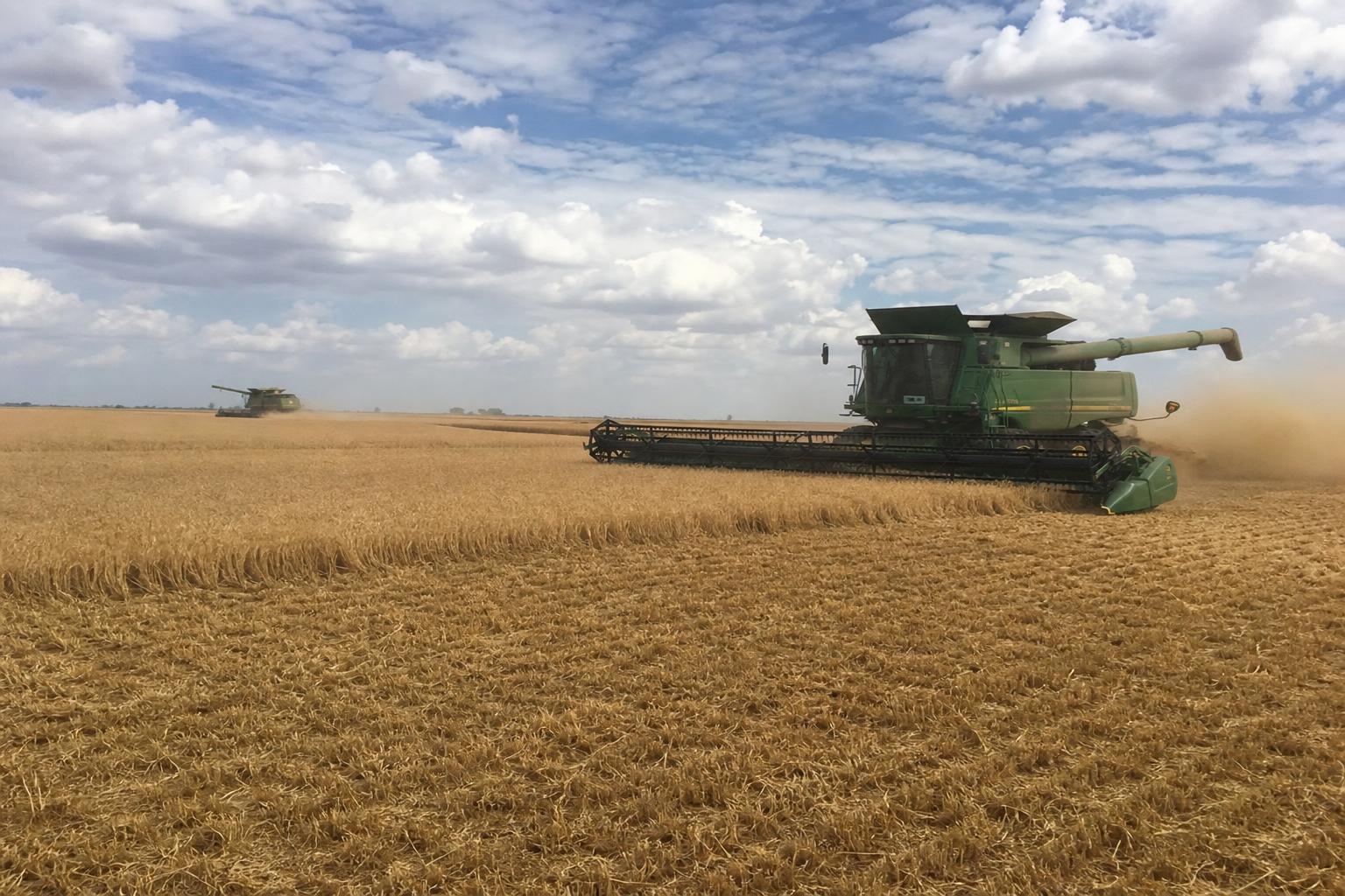 Oklahoma Wheat Market: Steady Growth Amid Global Pressures - AgroPost