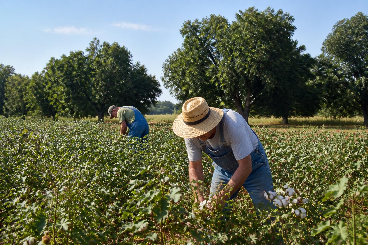 Oklahoma Market Update: Staying Resilient in Crop Protection and Logistics - AgroPost