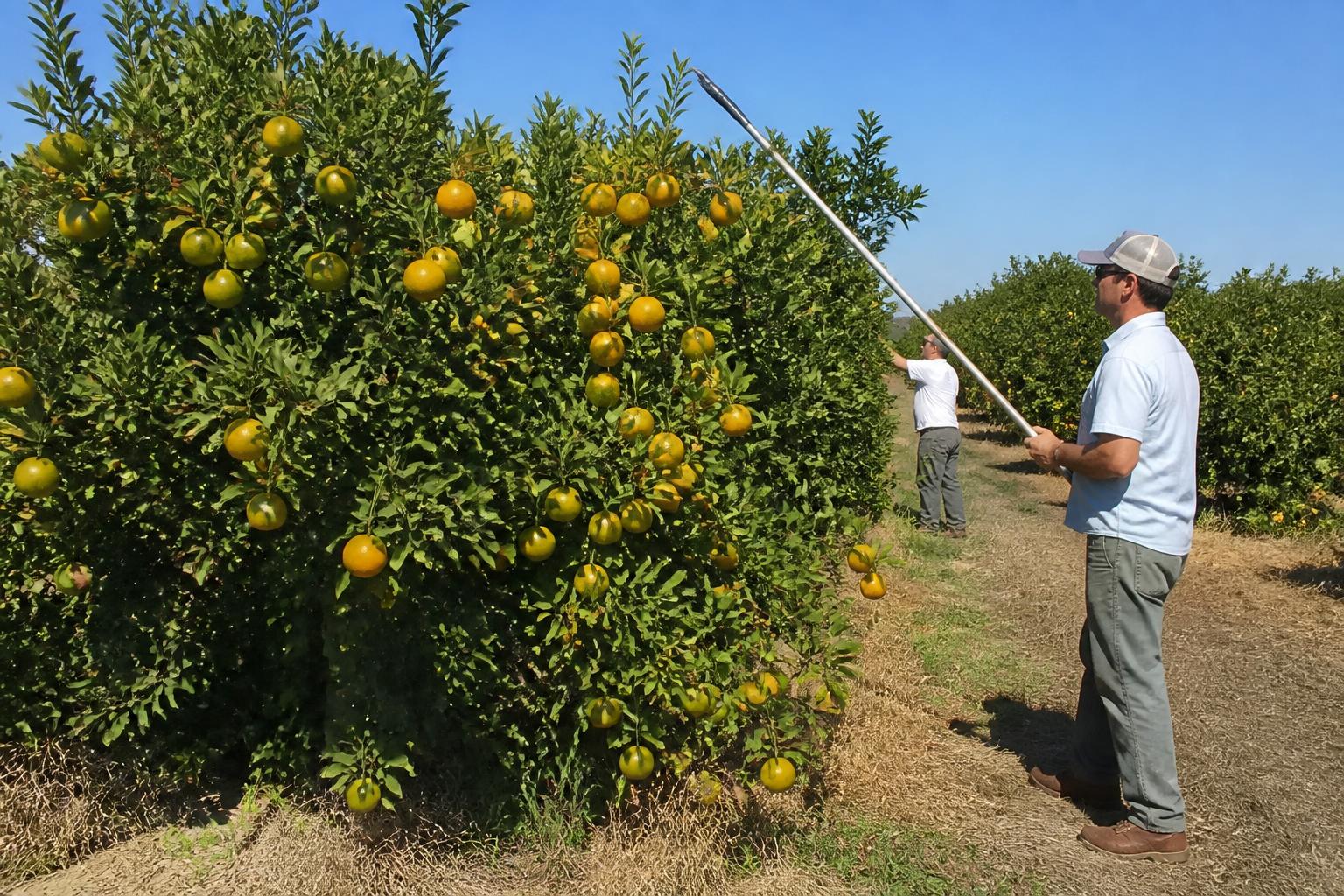 Georgia Summer Update: Addressing Crop Health and Market Logistics - AgroPost