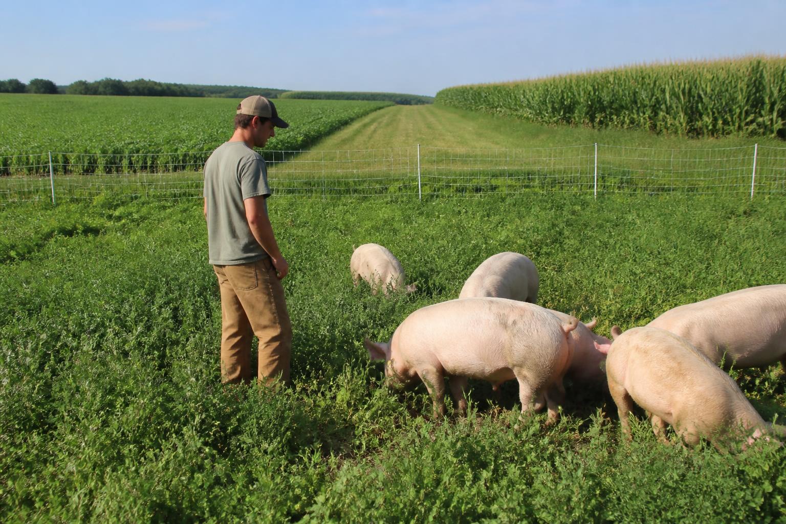 Wisconsin Grain Market Outlook: Navigating Summer Logistics and Harvest Preparations - AgroPost