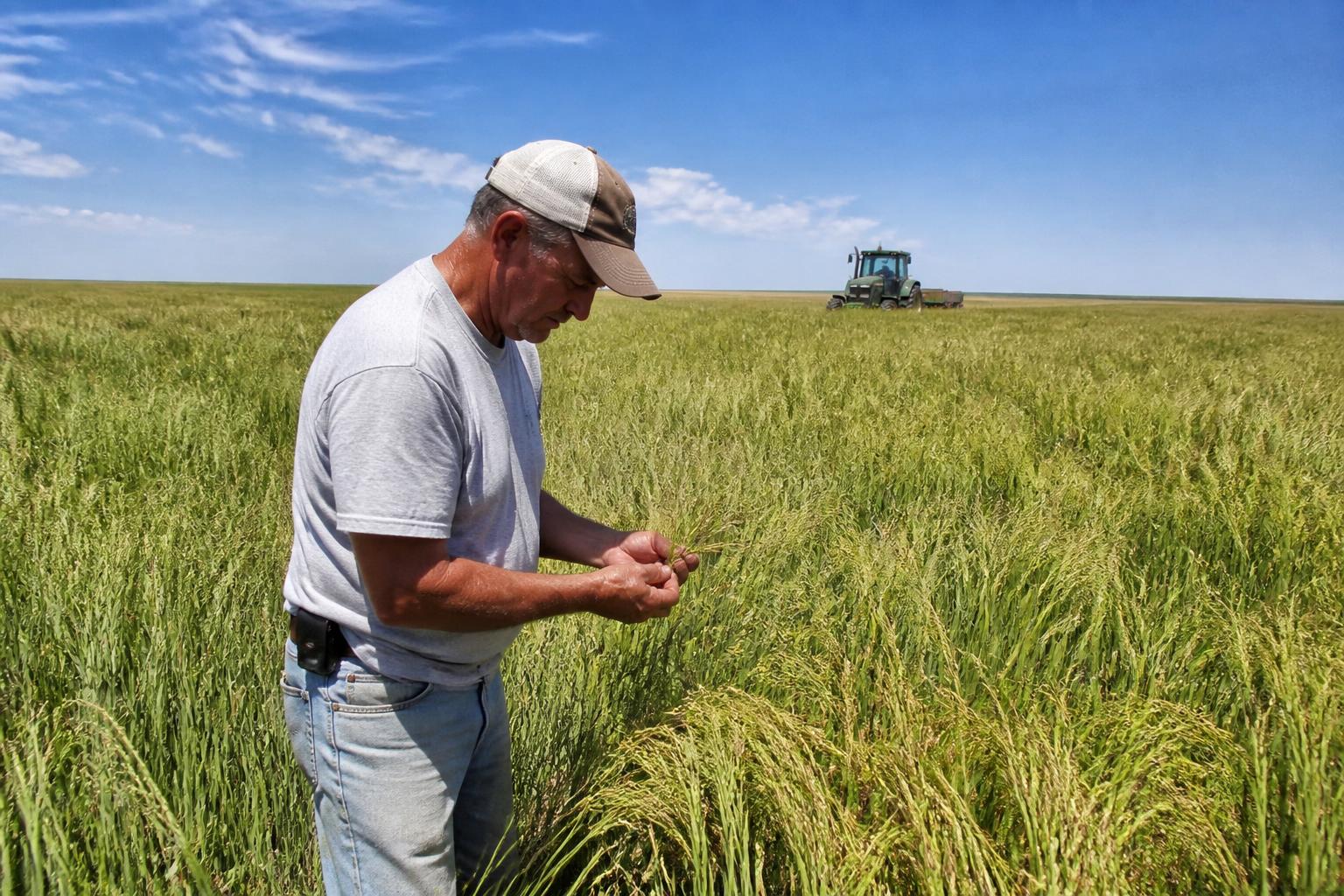 Managing High-Desert Crop Protection Under Summer Heat Stress - AgroPost