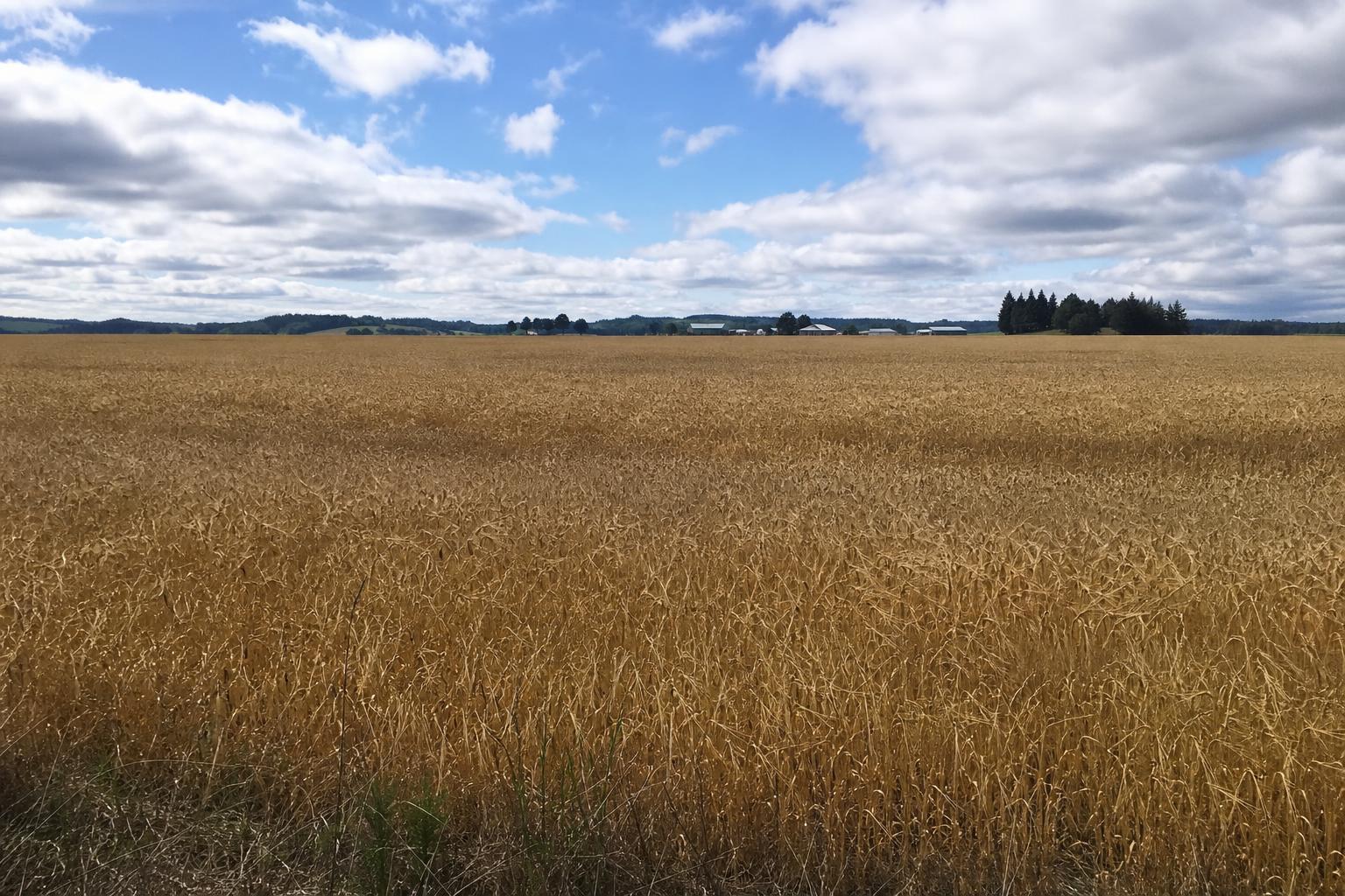 Oregon's Grain Market: Navigating Trade Tensions and Growth Opportunities - AgroPost