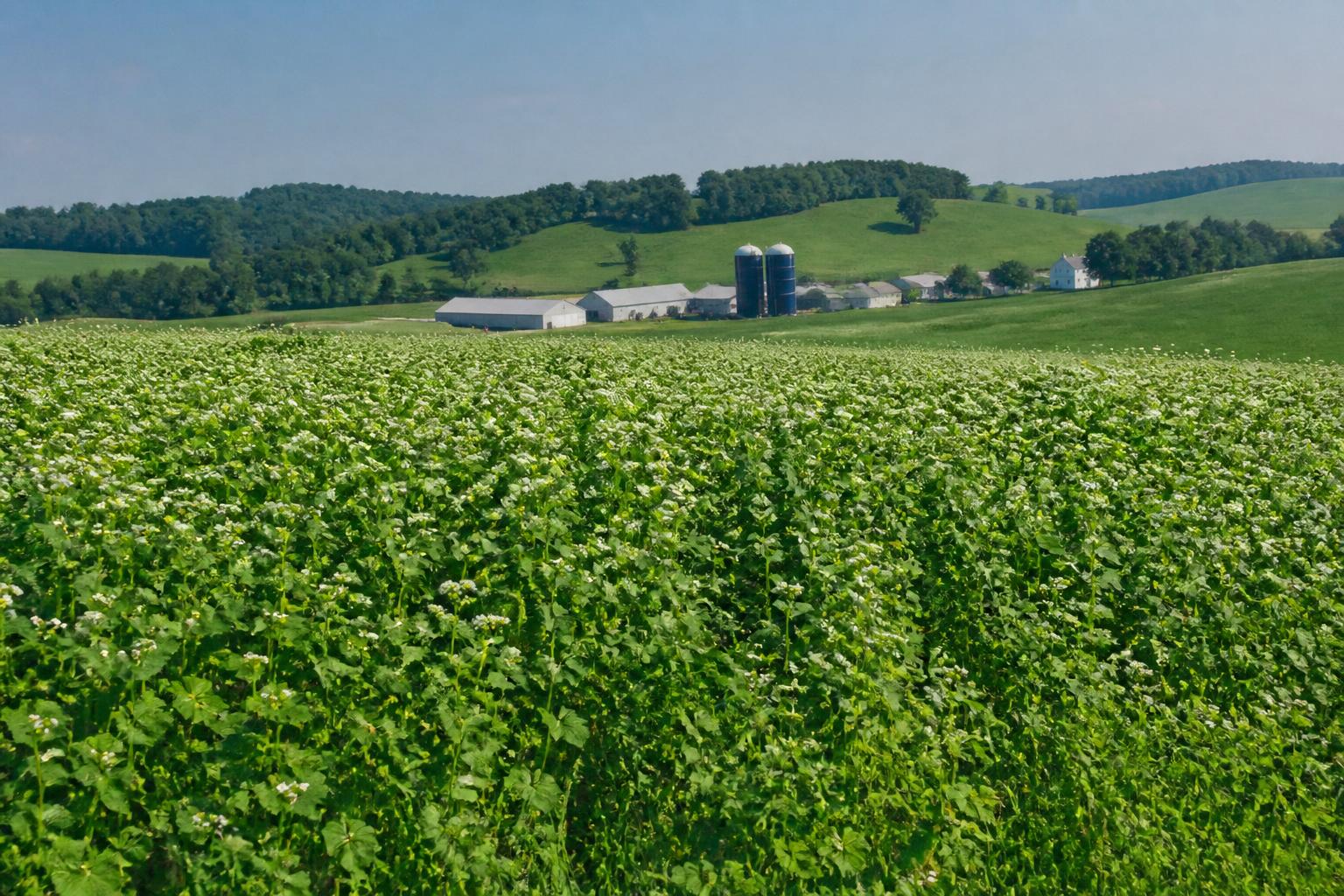 West Virginia Grain Market Update: Mid-Summer Trends and Planning - AgroPost