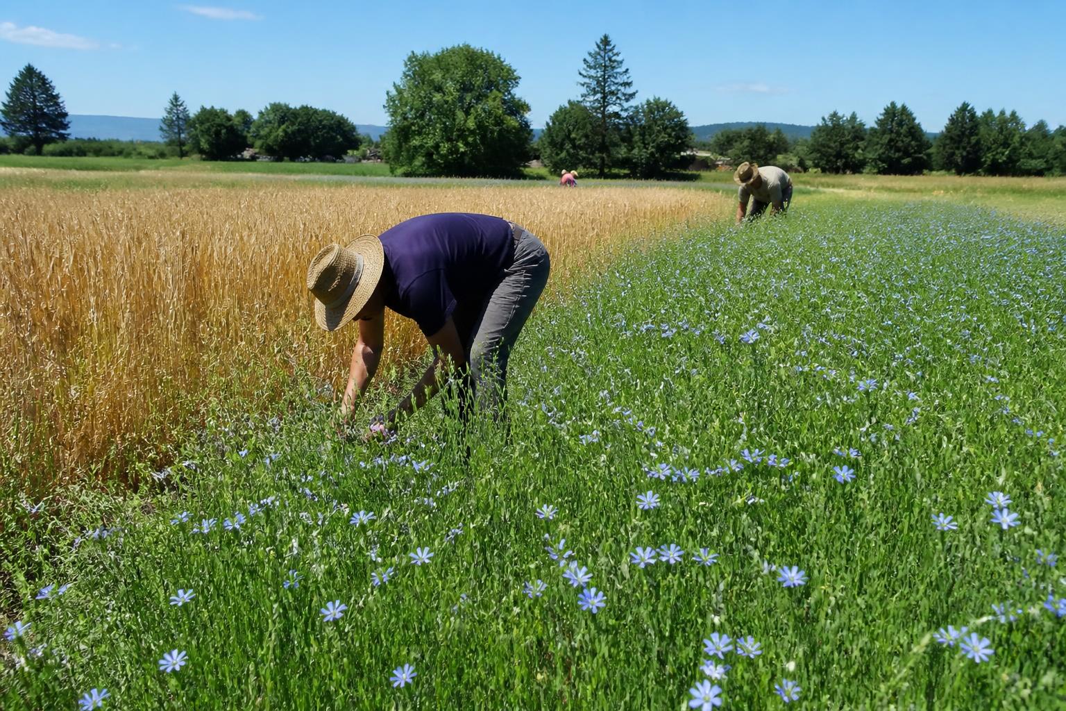 Oregon Fertilizer Market Update: Navigating Mid-Summer Operational Adjustments - AgroPost