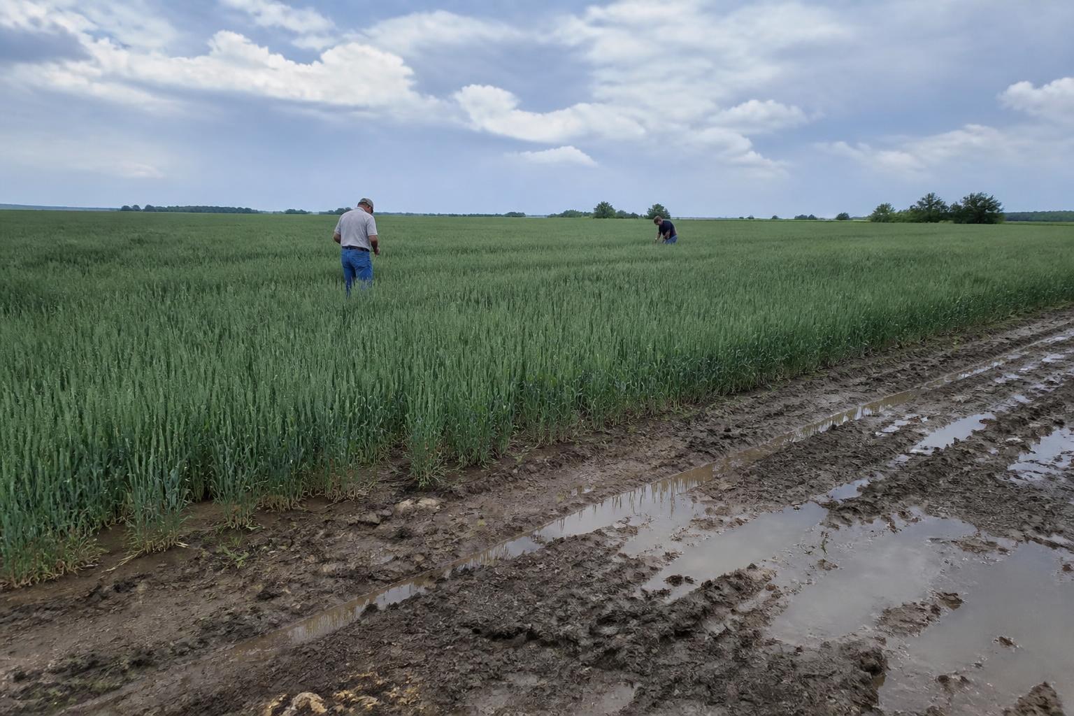 Managing Illinois Crop Protection and Logistics Mid-Season - AgroPost
