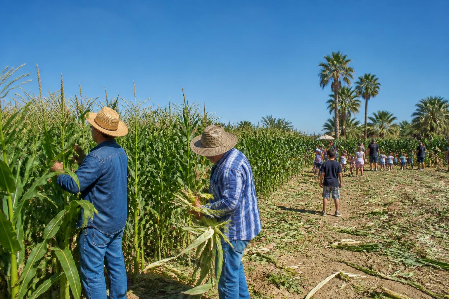 Optimizing Labor and Logistics in Arizona's Summer Agricultural Cycle - AgroPost