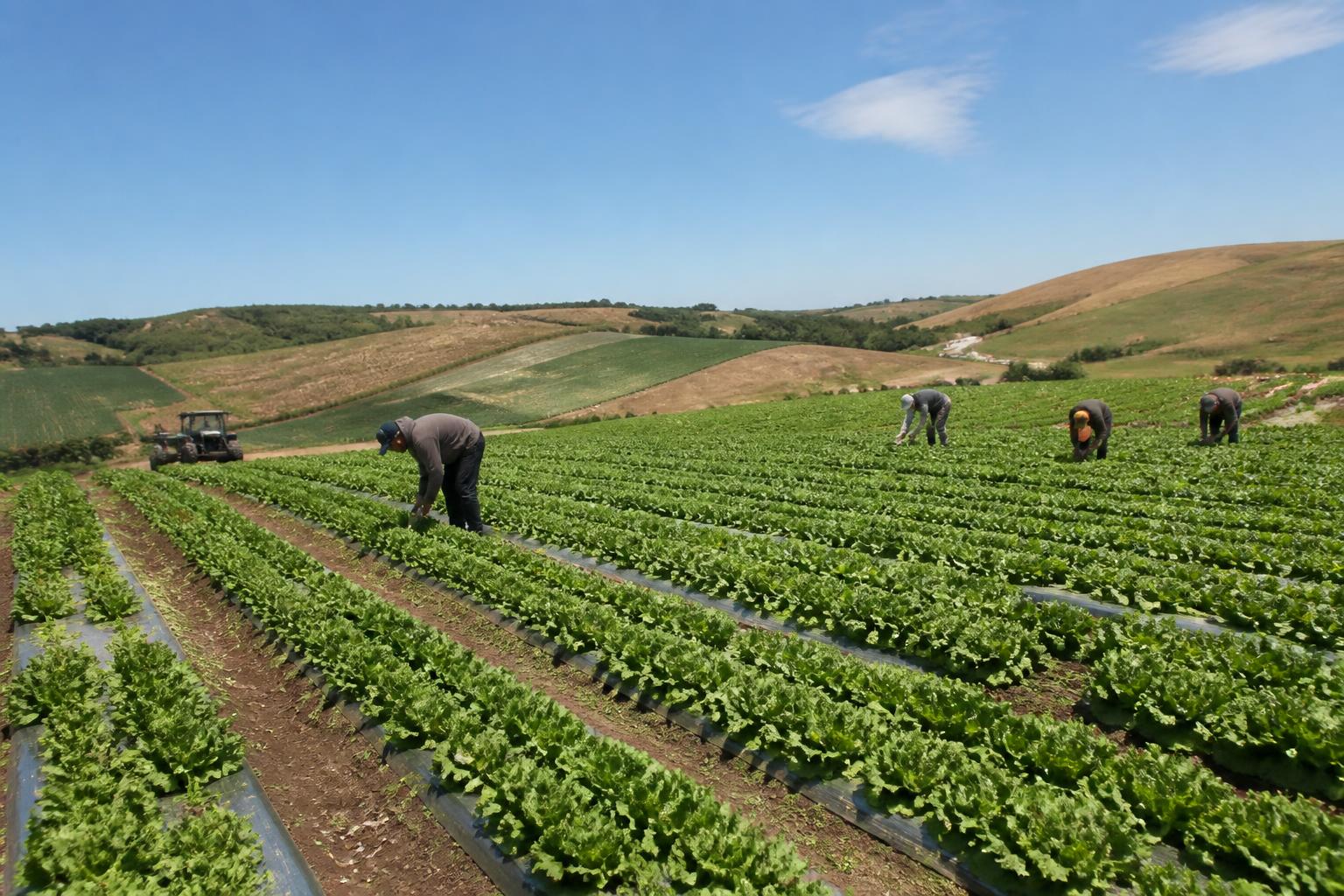 California Harvest Logistics: Navigating Mid-Summer Transport and Infrastructure Pressures - AgroPost
