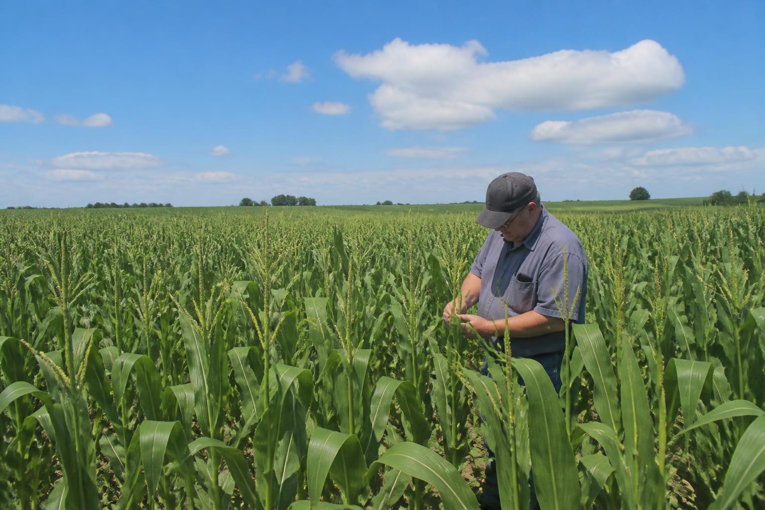 Iowa Harvest Logistics: Managing Mid-Summer Shifts and Market Pressure - AgroPost