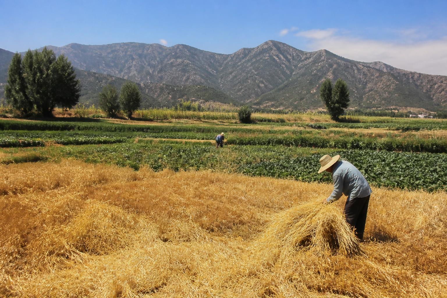 Mitigating Operational Risk: Why Colorado Growers Are Reassessing Crop Insurance - AgroPost