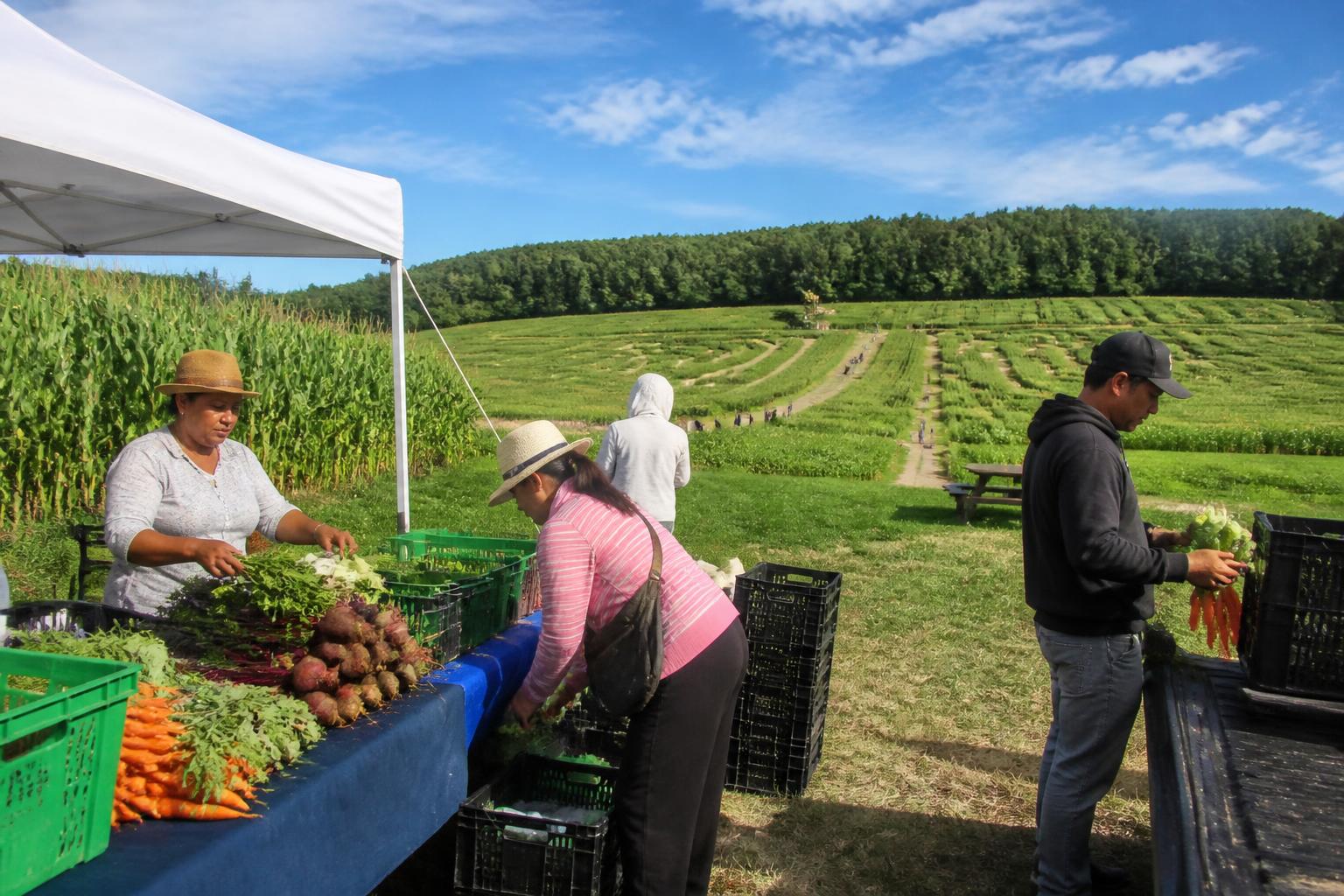 Maine Grain Producers Navigate Rising Input Costs and Operational Hurdles - AgroPost