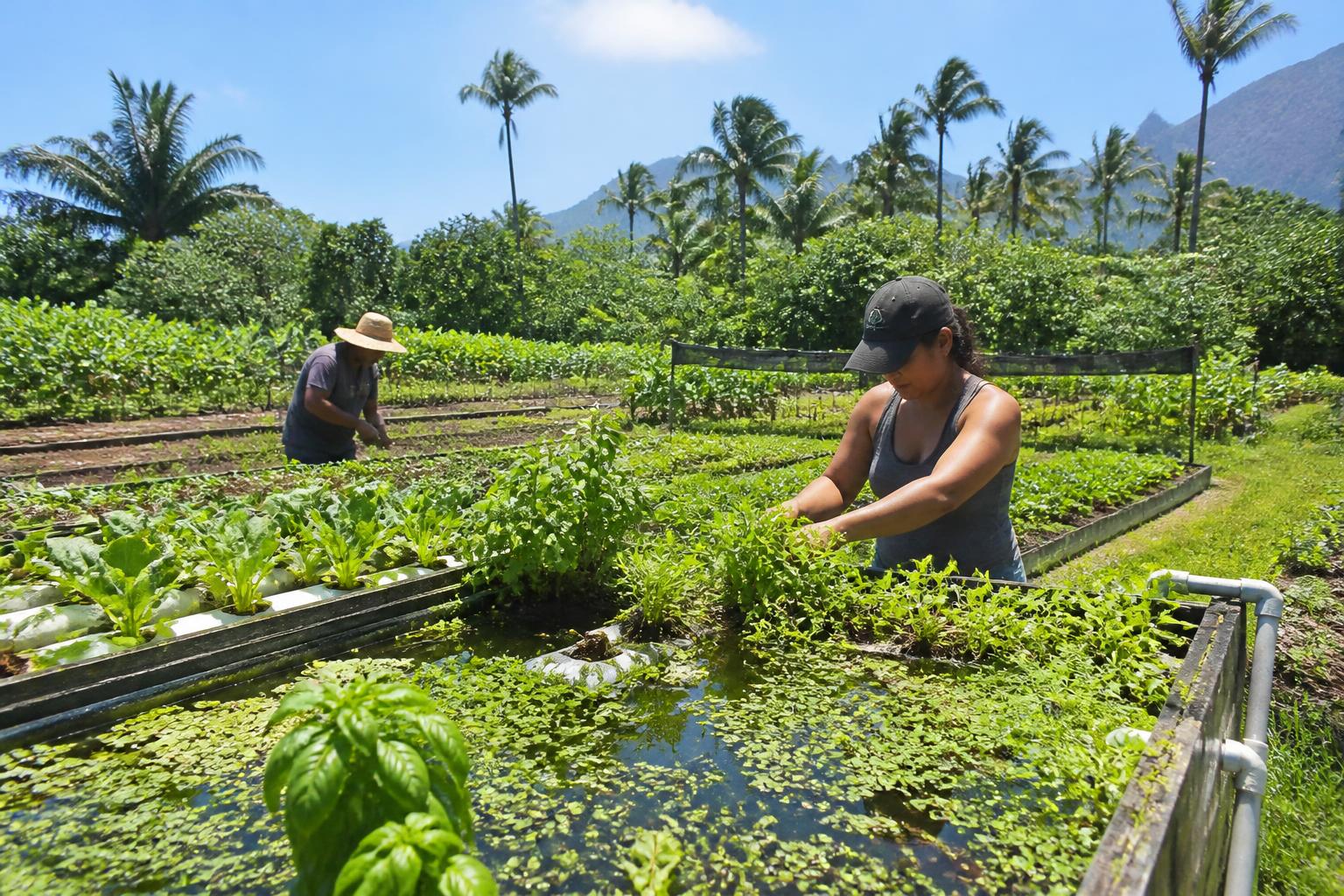 Navigating Changing Regulations and Crop Protection in Hawaii - AgroPost