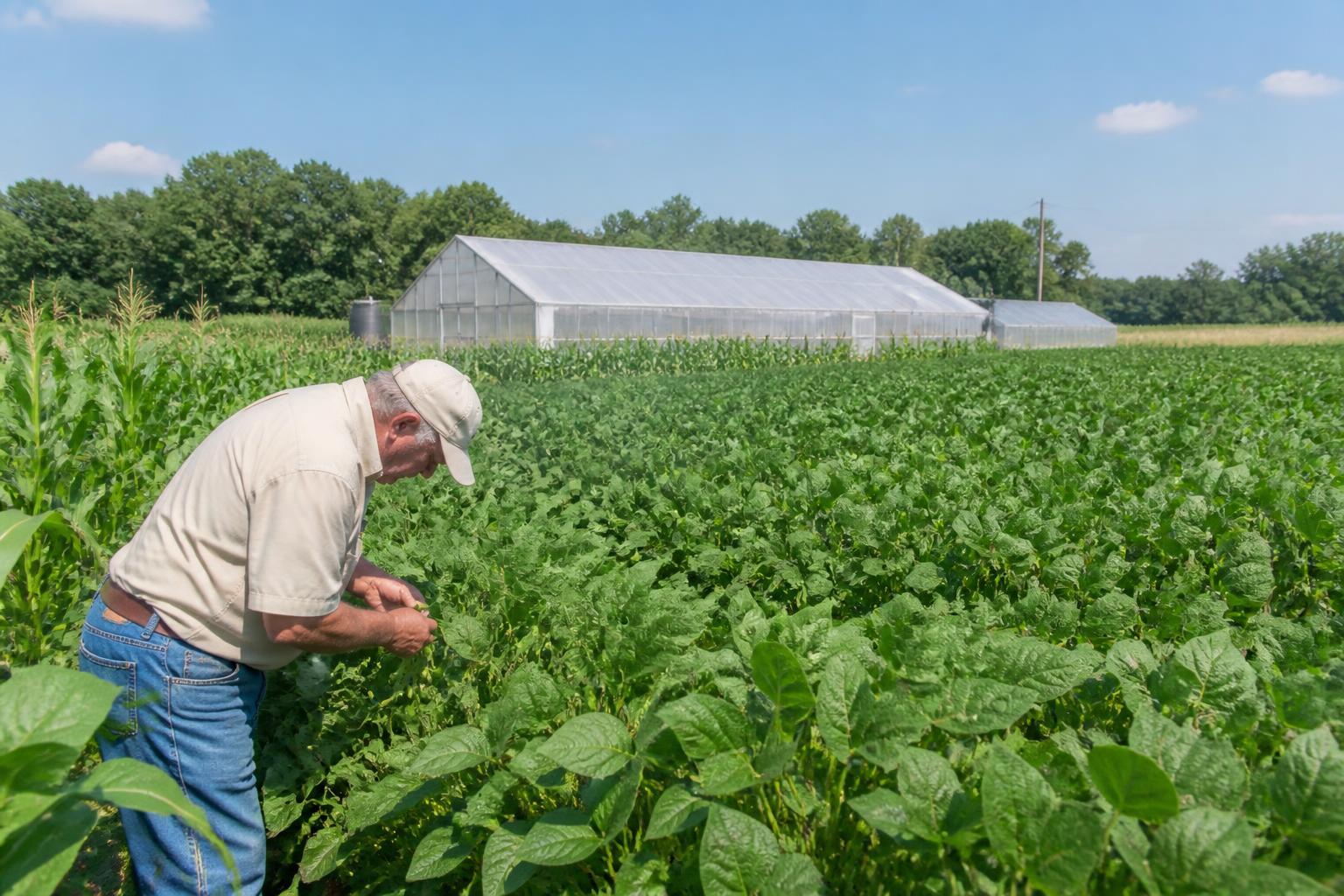 Kentucky Crop Protection Outlook: Mid-Summer Disease and Pest Management - AgroPost