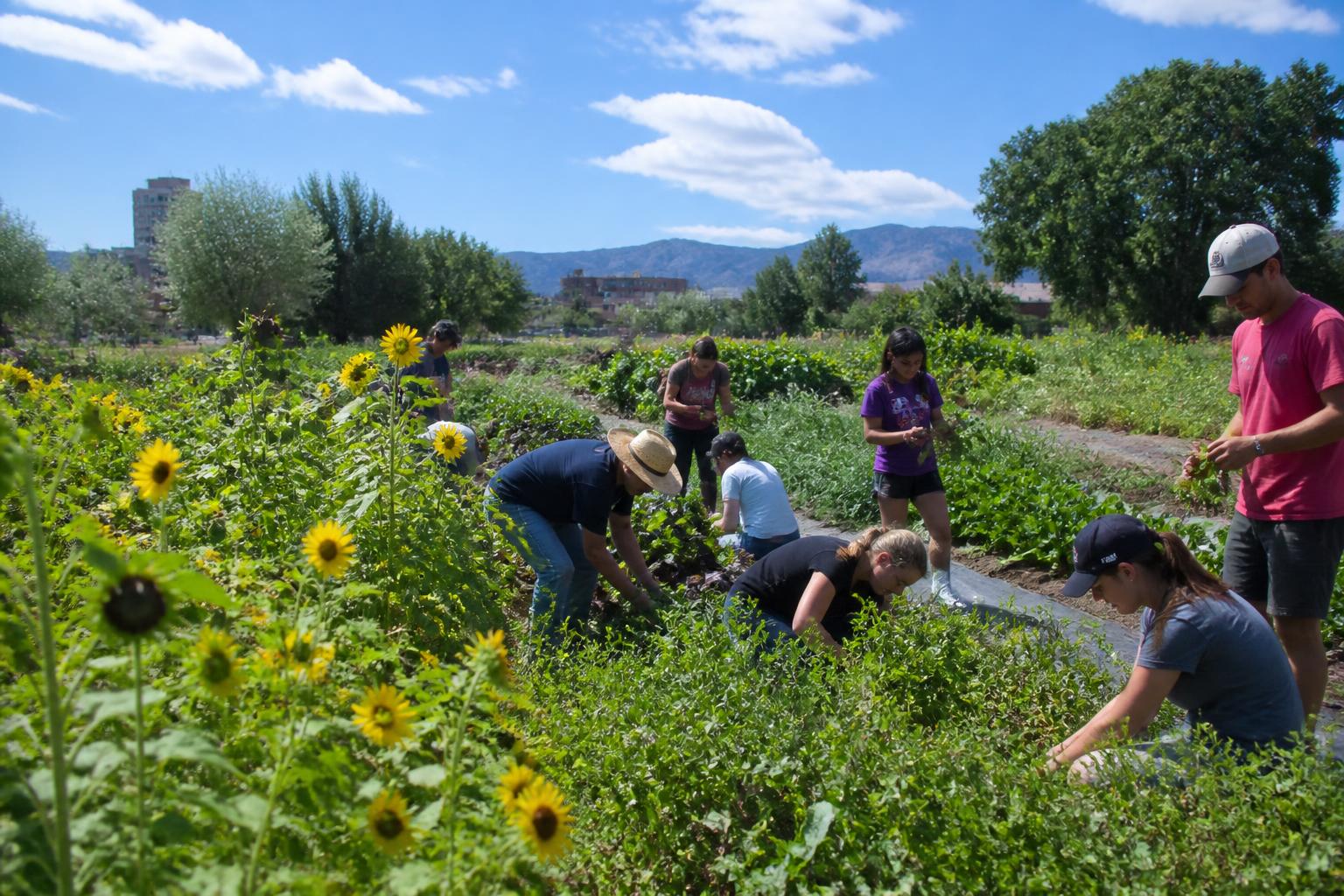 Optimizing Crop Protection Strategies for Nevada's High-Desert Summer - AgroPost